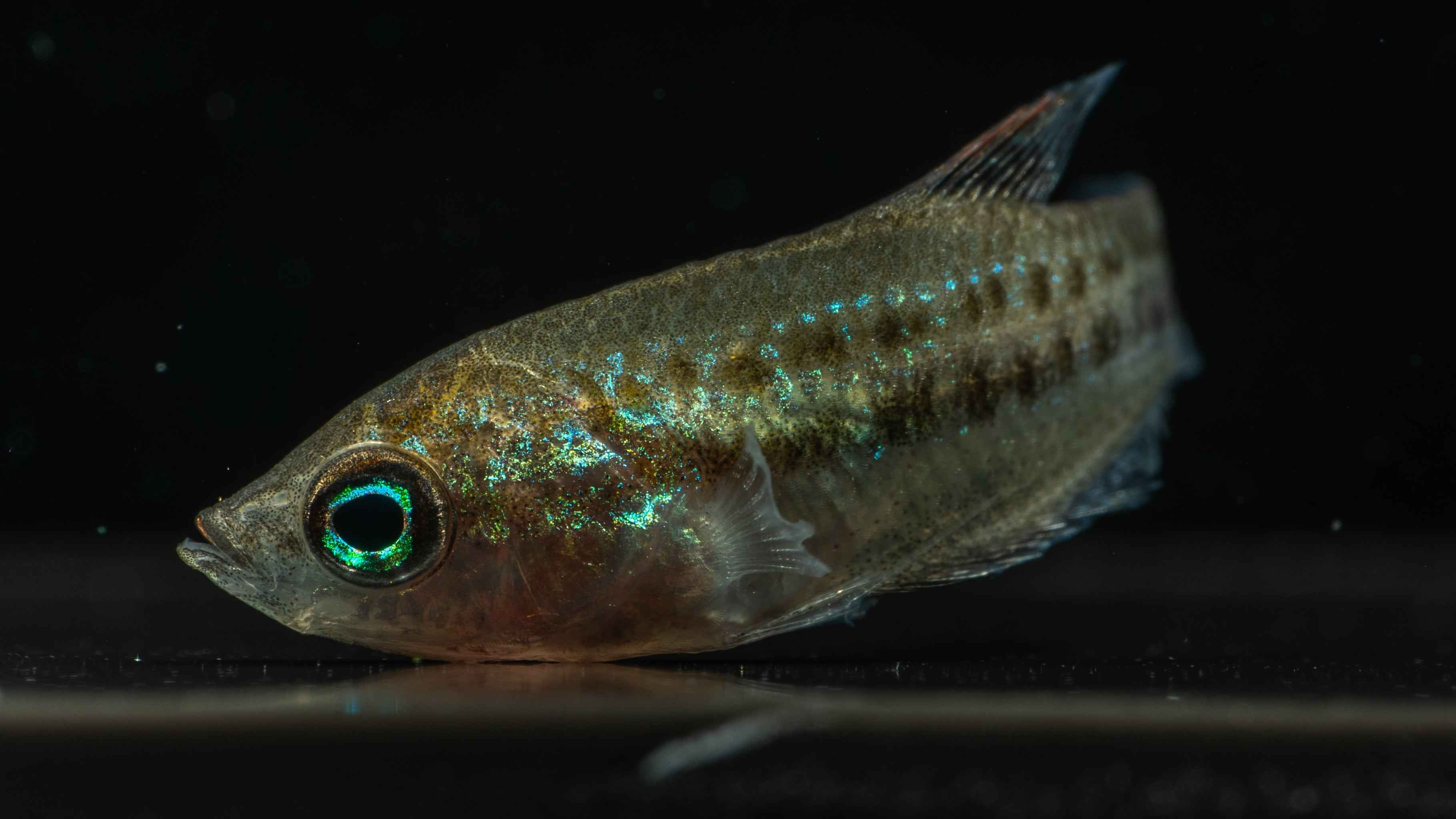 Sparkling Gourami (Trichopsis pumila) - Simply Aquatic