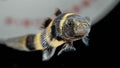 Bumblebee Goby (Brachygobius spp.) - Simply Aquatic