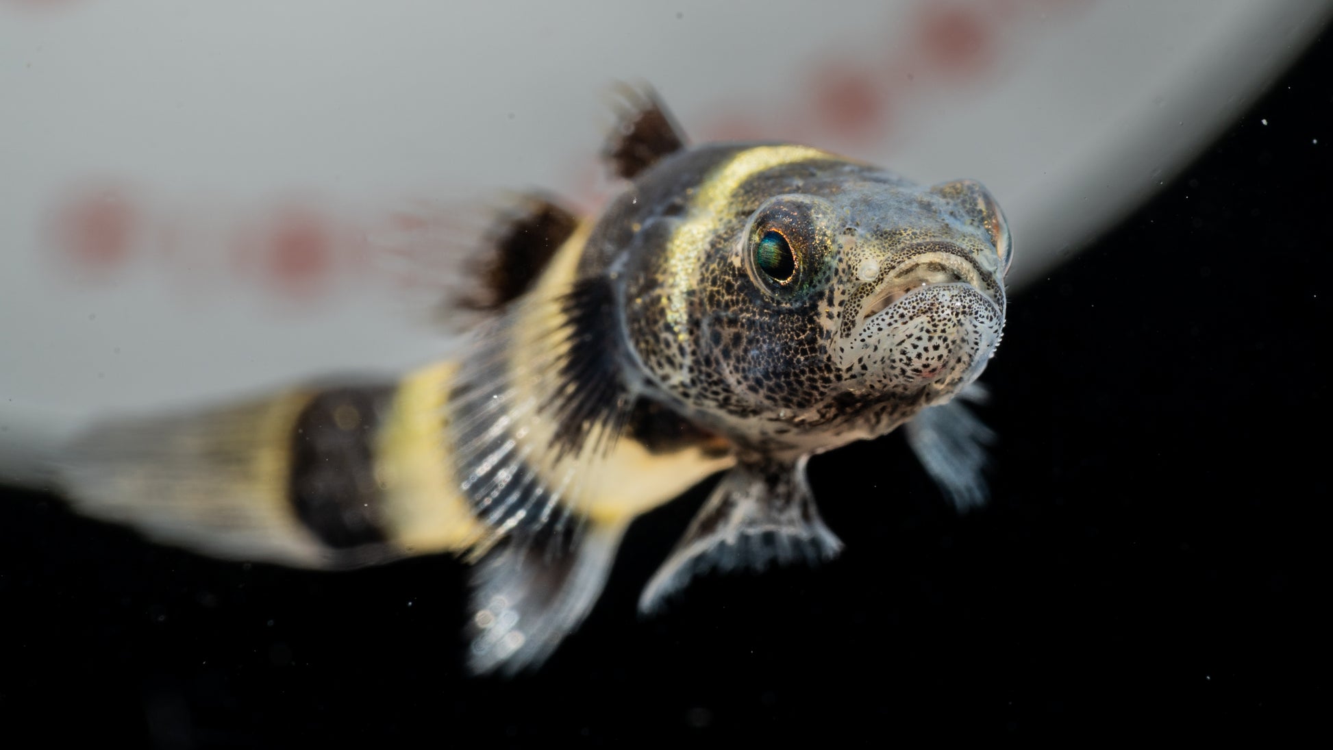 Bumblebee Goby (Brachygobius spp.)