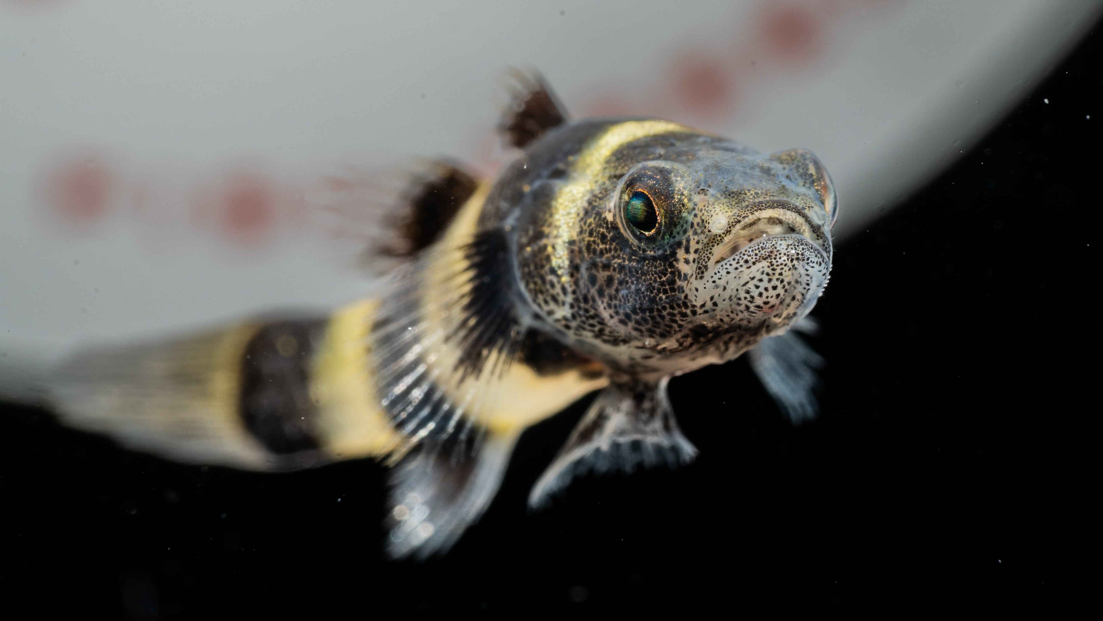 Bumblebee Goby (Brachygobius spp.) - Simply Aquatic