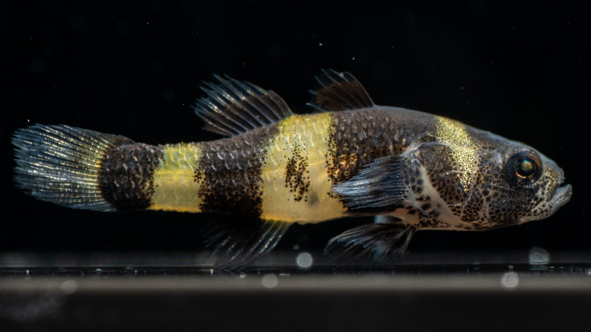 Bumblebee Goby (Brachygobius spp.)