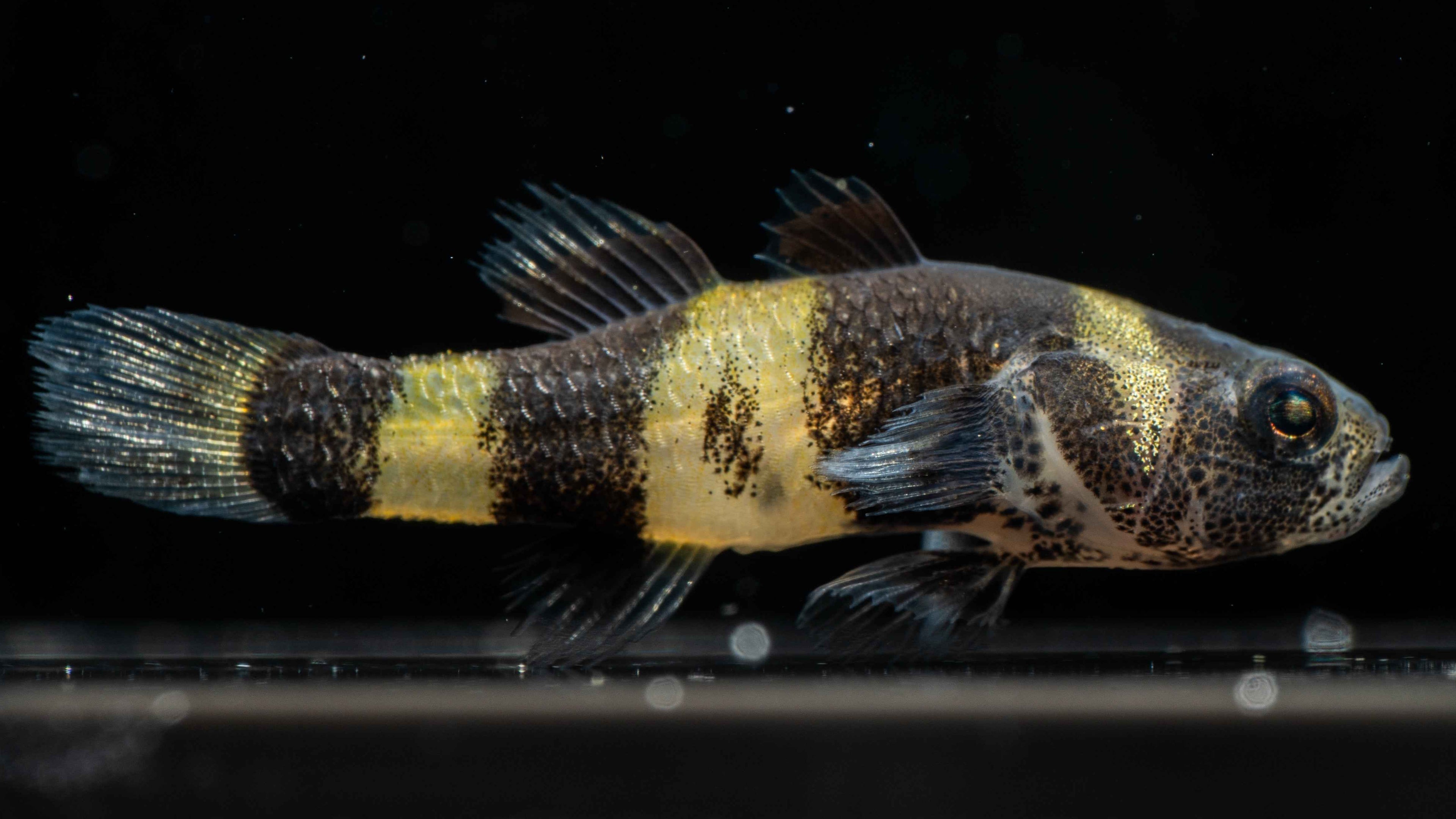 Bumblebee Goby (Brachygobius spp.) - Simply Aquatic