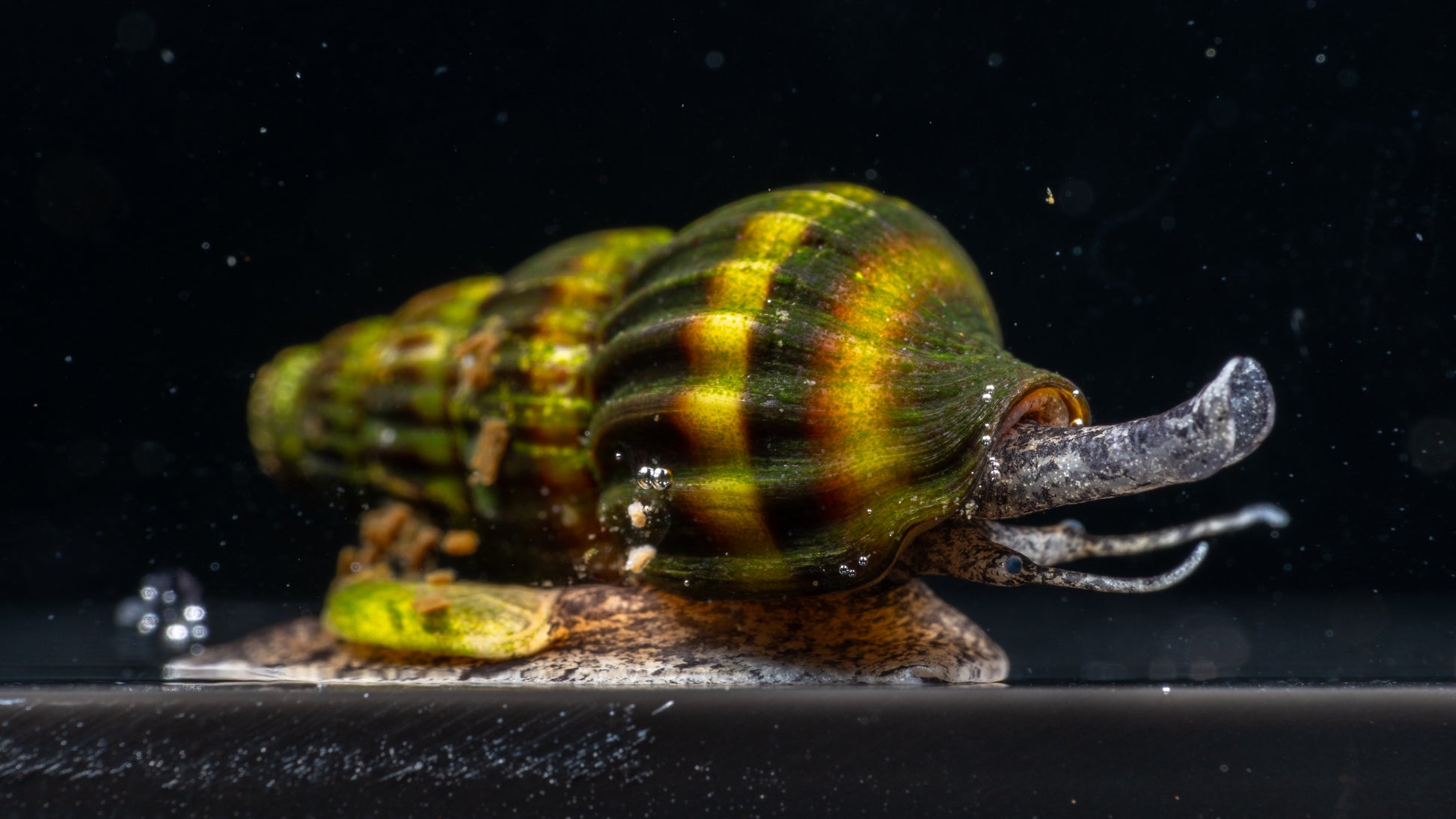 🐌 Assassin Snails (Clea helena)