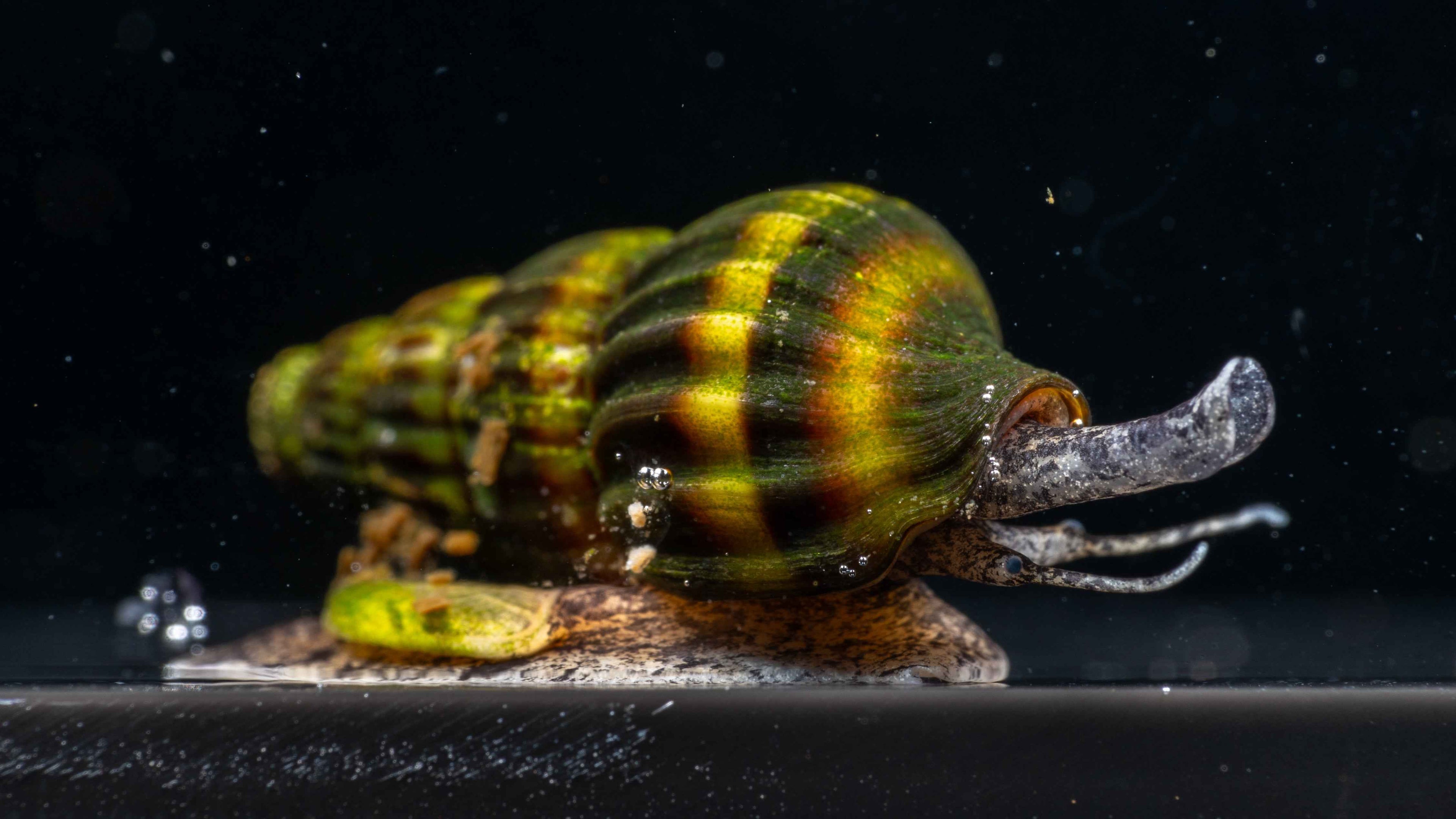 🐌 Assassin Snails (Clea helena) - Simply Aquatic
