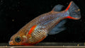 Daisy’s Blue Ricefish (Oryzias woworae) - Simply Aquatic