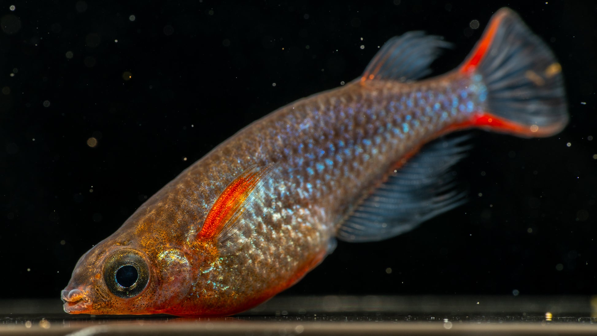 Daisy’s Blue Ricefish (Oryzias woworae)