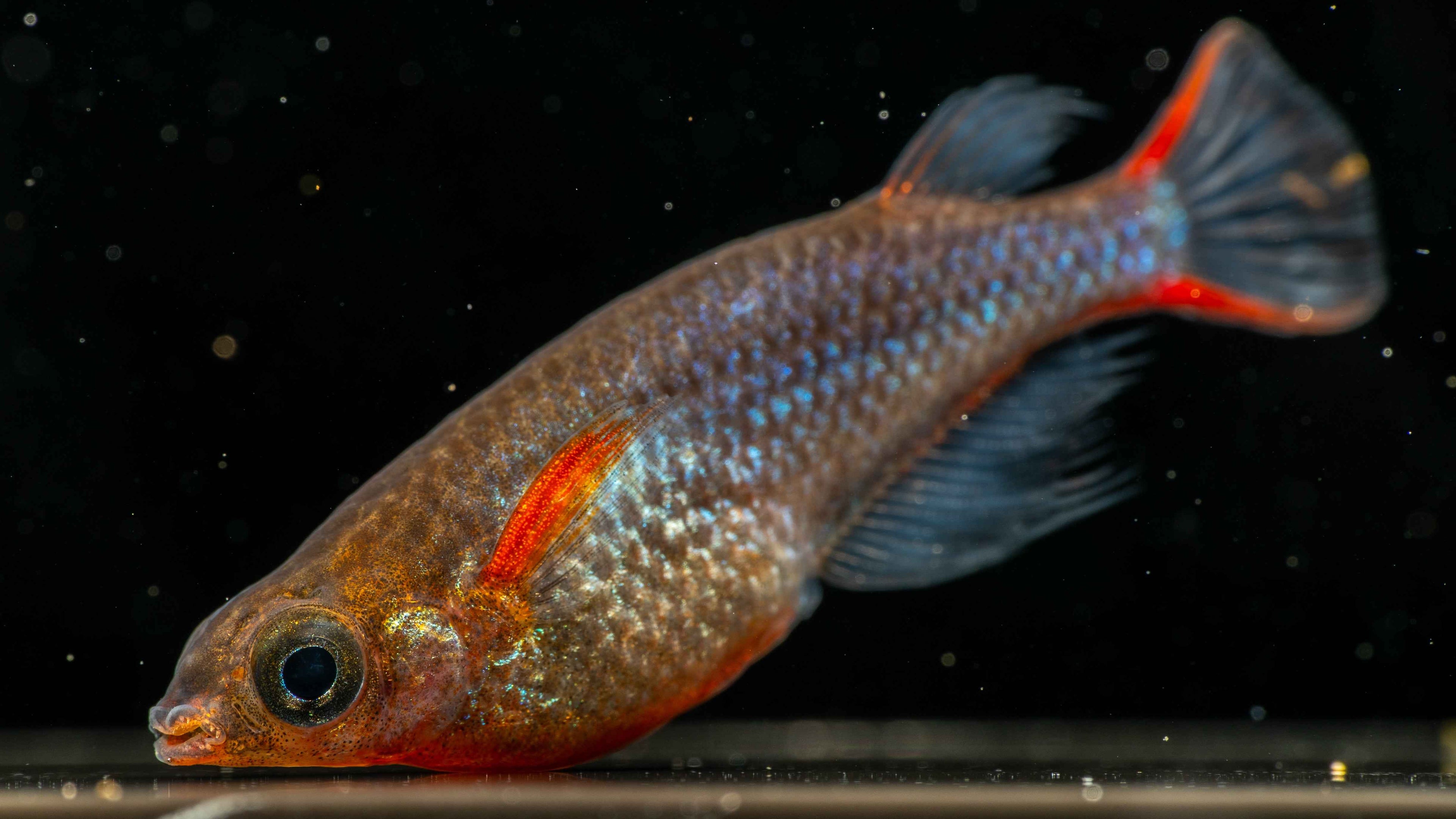Daisy’s Blue Ricefish (Oryzias woworae) - Simply Aquatic