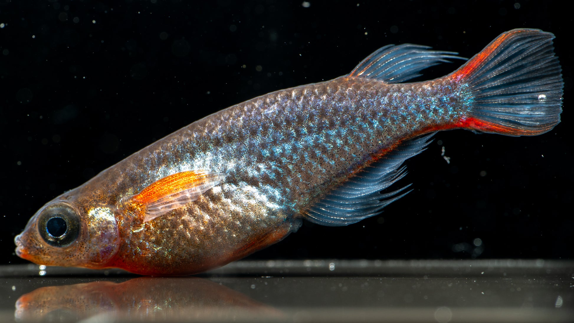 Daisy’s Blue Ricefish (Oryzias woworae)