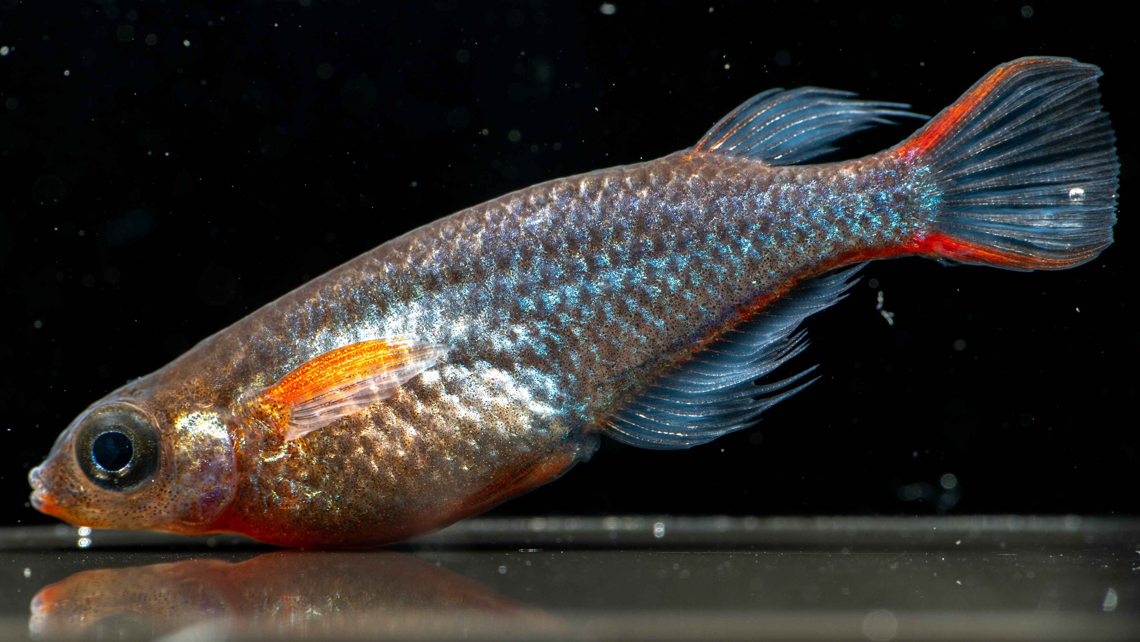 Daisy’s Blue Ricefish (Oryzias woworae) - Simply Aquatic