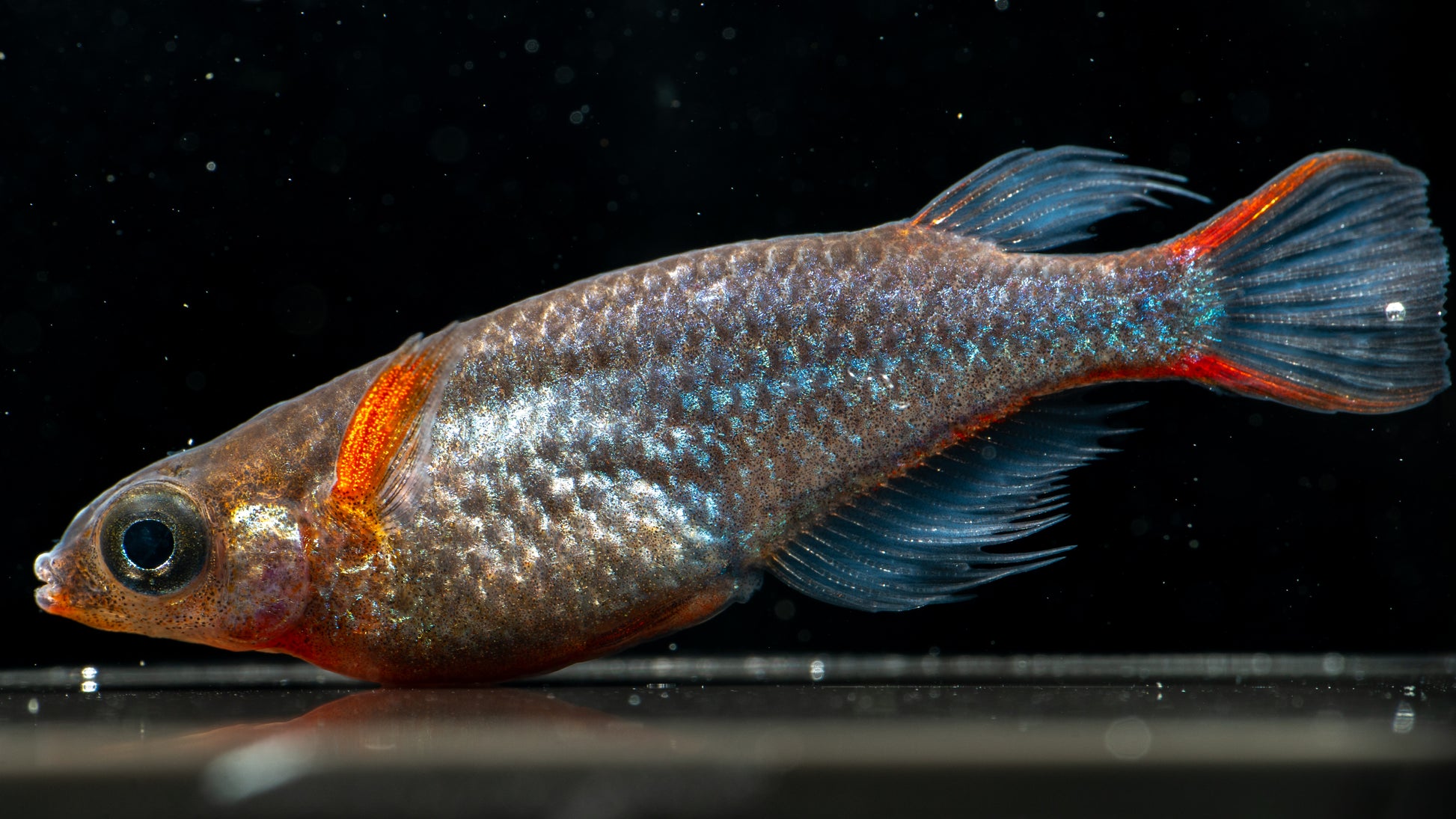 Daisy’s Blue Ricefish (Oryzias woworae)