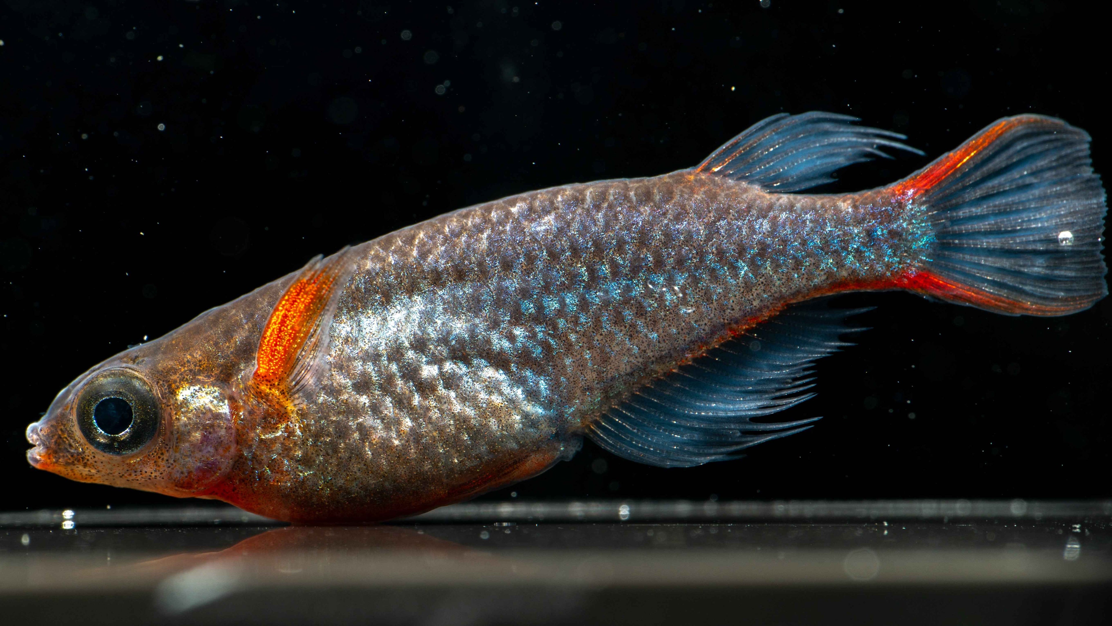 Daisy’s Blue Ricefish (Oryzias woworae) - Simply Aquatic