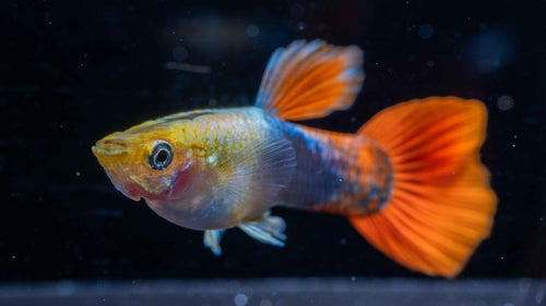Blue Tuxedo Guppy (Pairs)