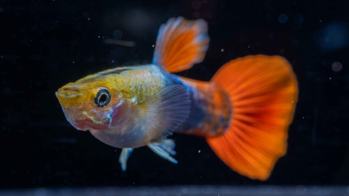 Blue Tuxedo Guppy (Pairs)