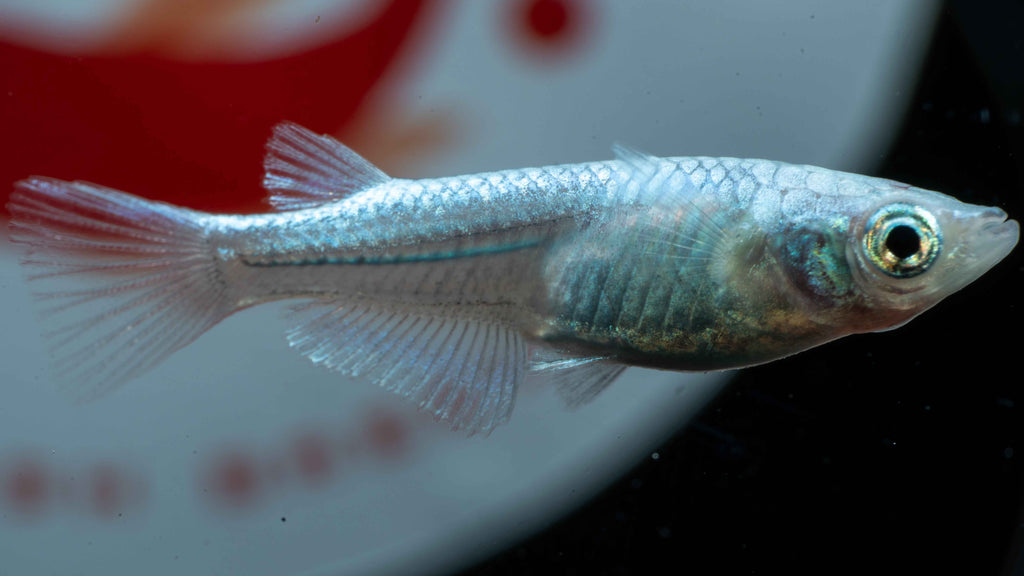 Platinum Medaka Ricefish