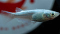 Platinum Medaka Ricefish