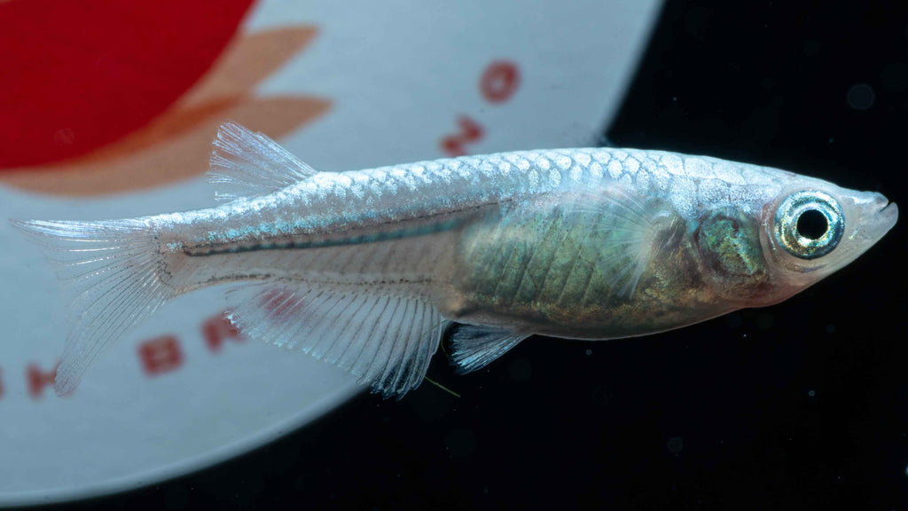 Platinum Medaka Ricefish