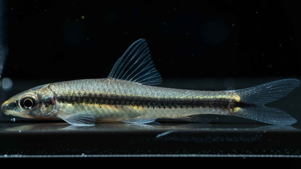 Siamese Algae Eater