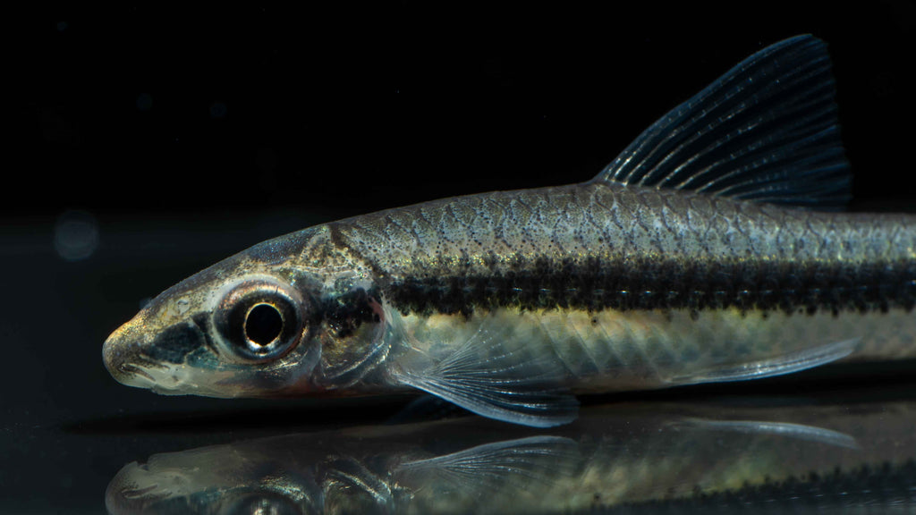 Siamese Algae Eater