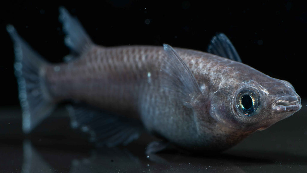 Black Medaka Ricefish (Oryzias latipes var.)
