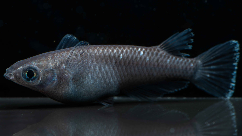 Black Medaka Ricefish (Oryzias latipes var.)