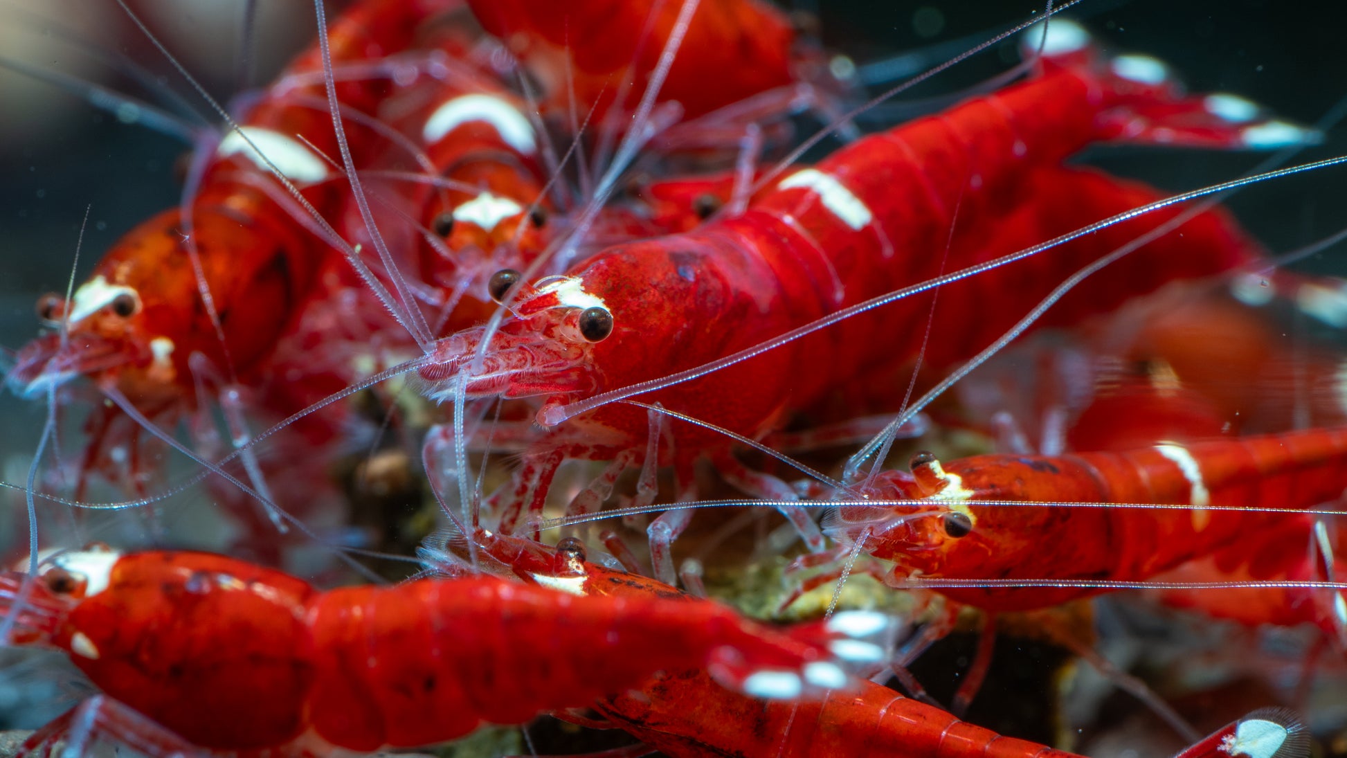 🦐 Extreme Red King Kong (Caridina — Taiwan Bee variety)
