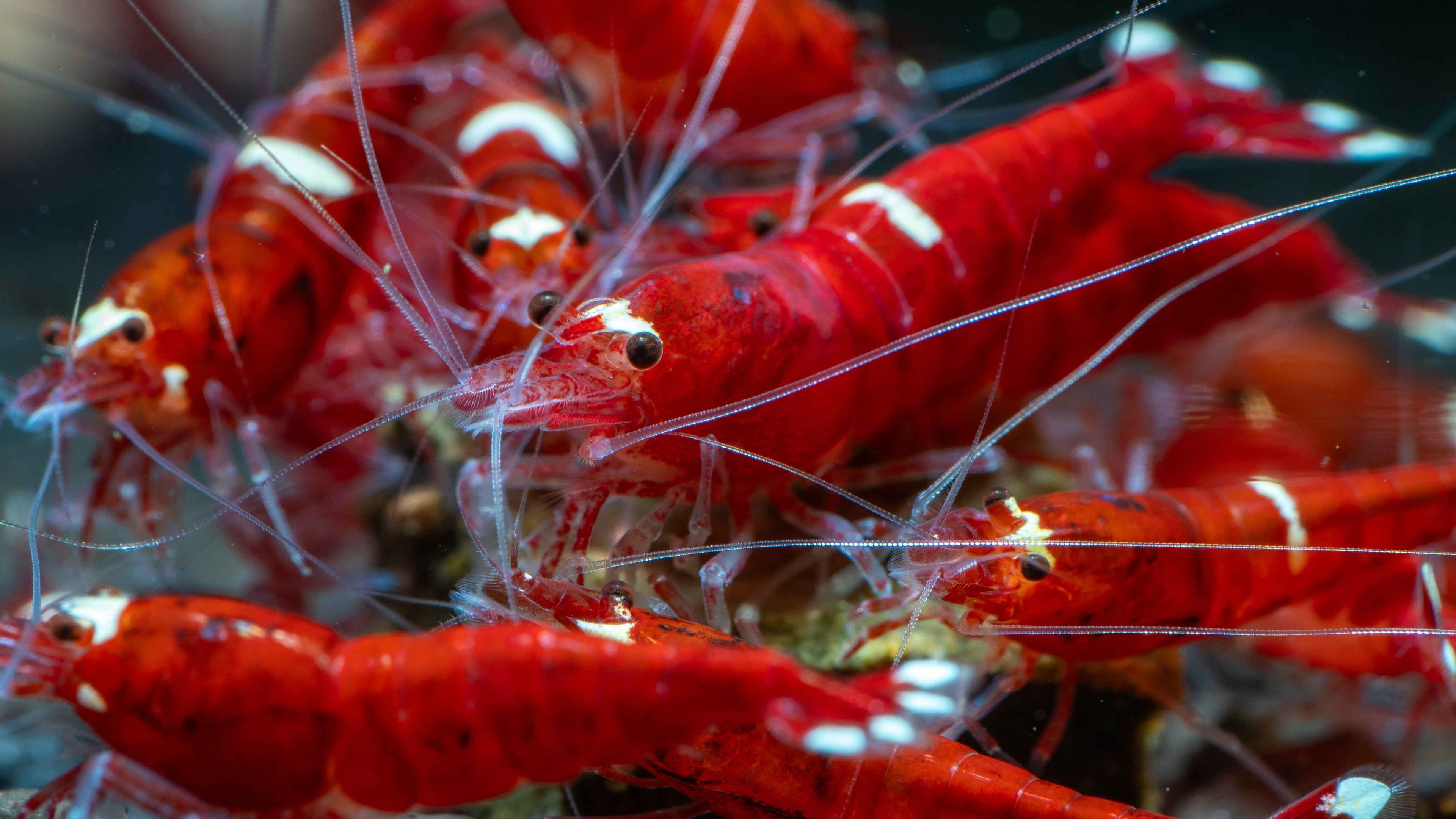 🦐 Extreme Red King Kong (Caridina — Taiwan Bee variety) - Simply Aquatic