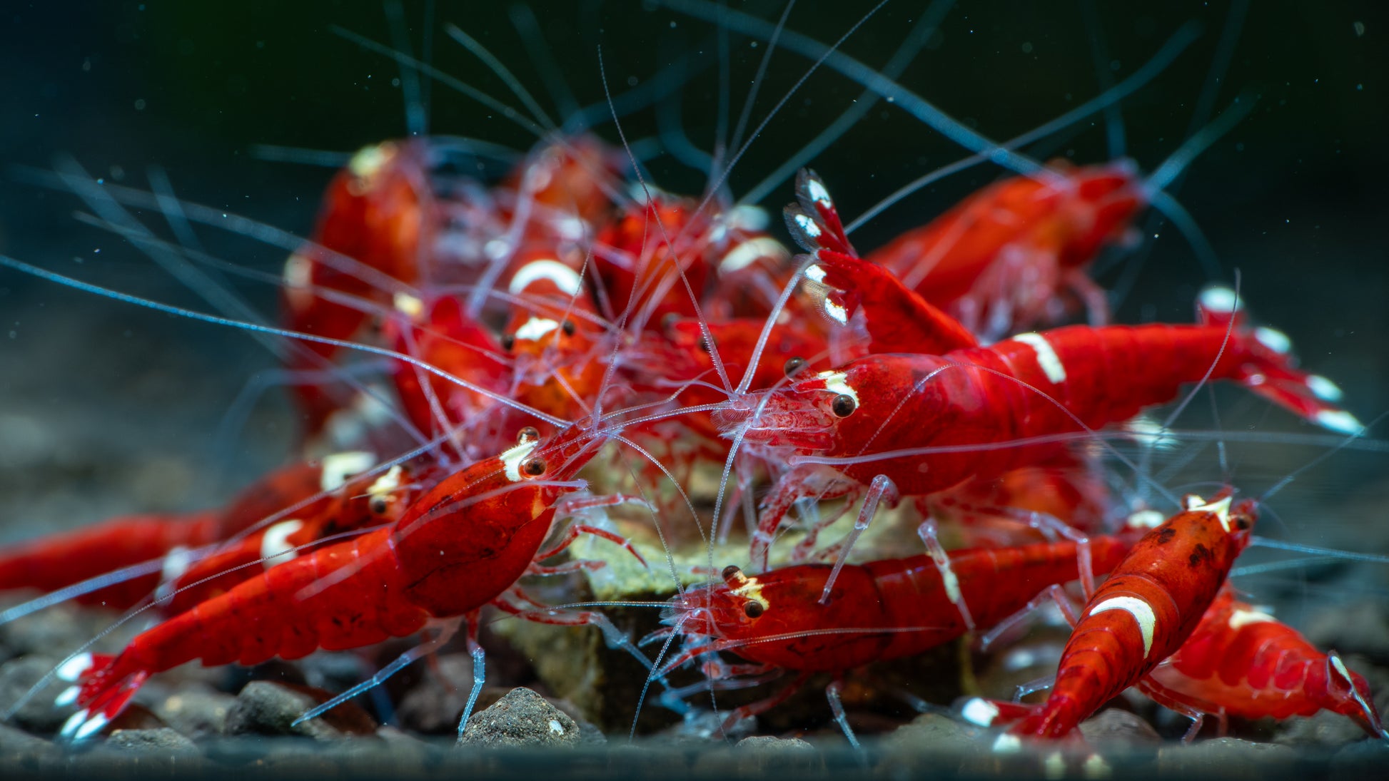 🦐 Extreme Red King Kong (Caridina — Taiwan Bee variety)