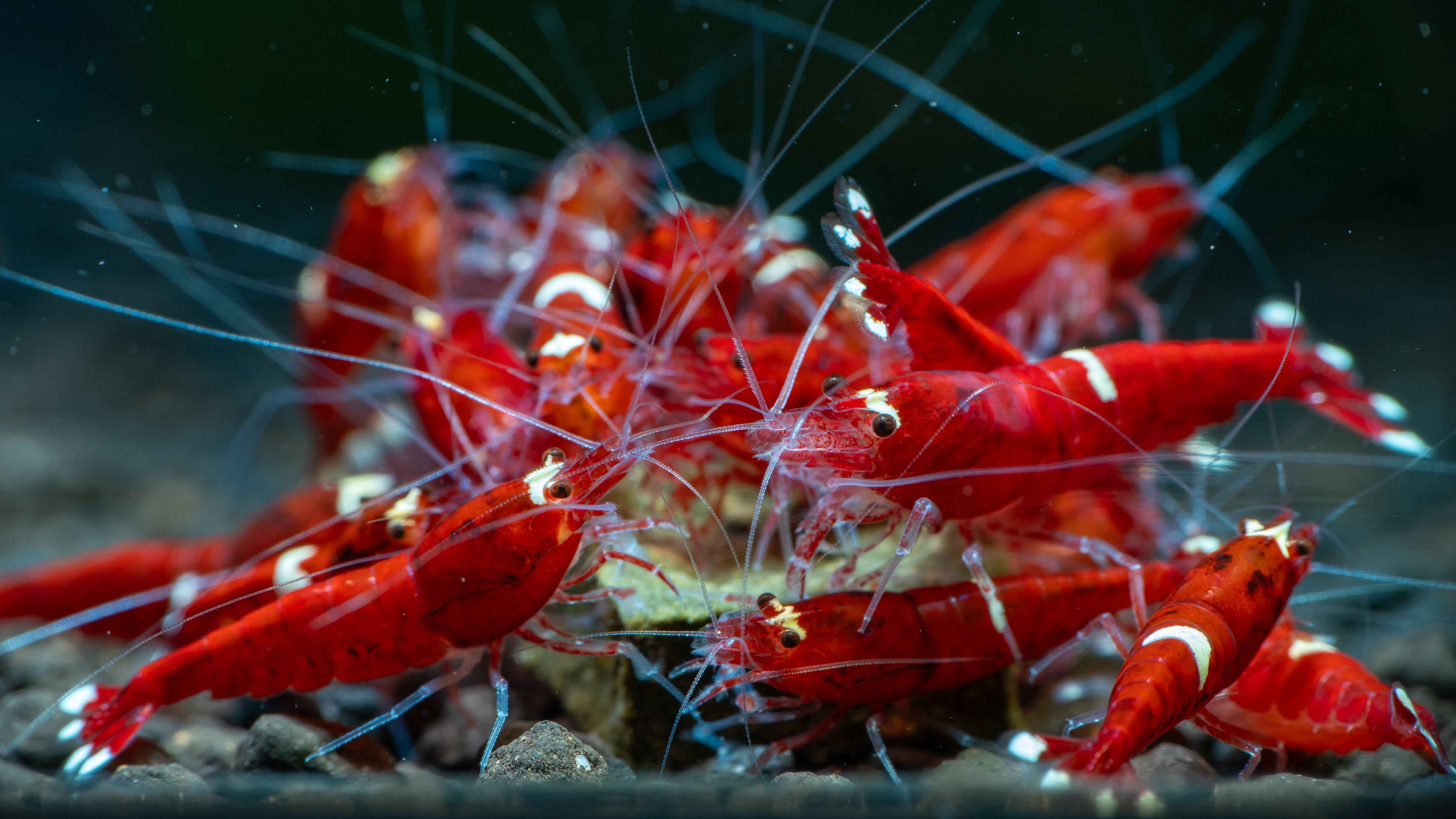 🦐 Extreme Red King Kong (Caridina — Taiwan Bee variety) - Simply Aquatic