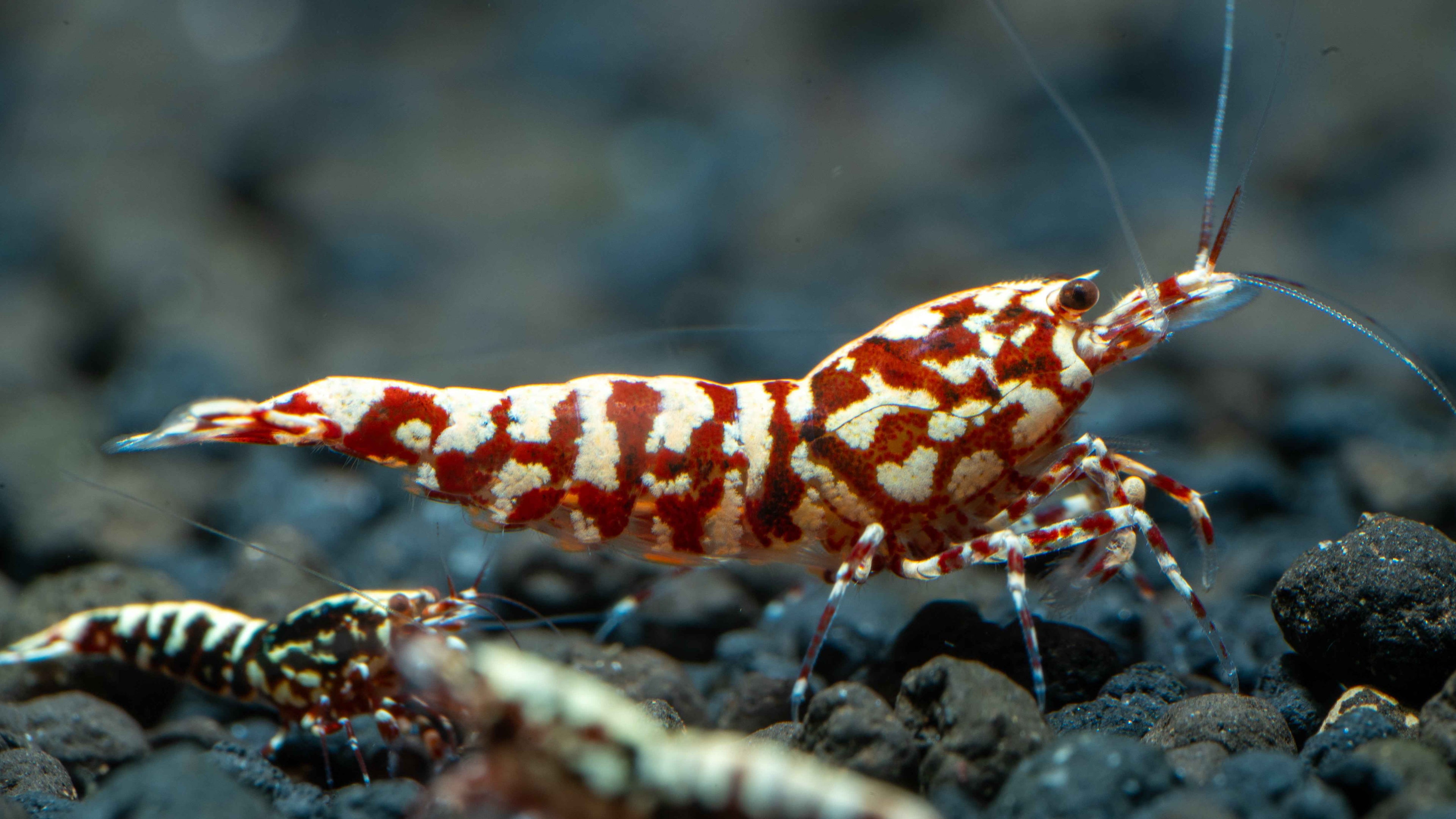🦐 Red Snowflake Caridina - Simply Aquatic