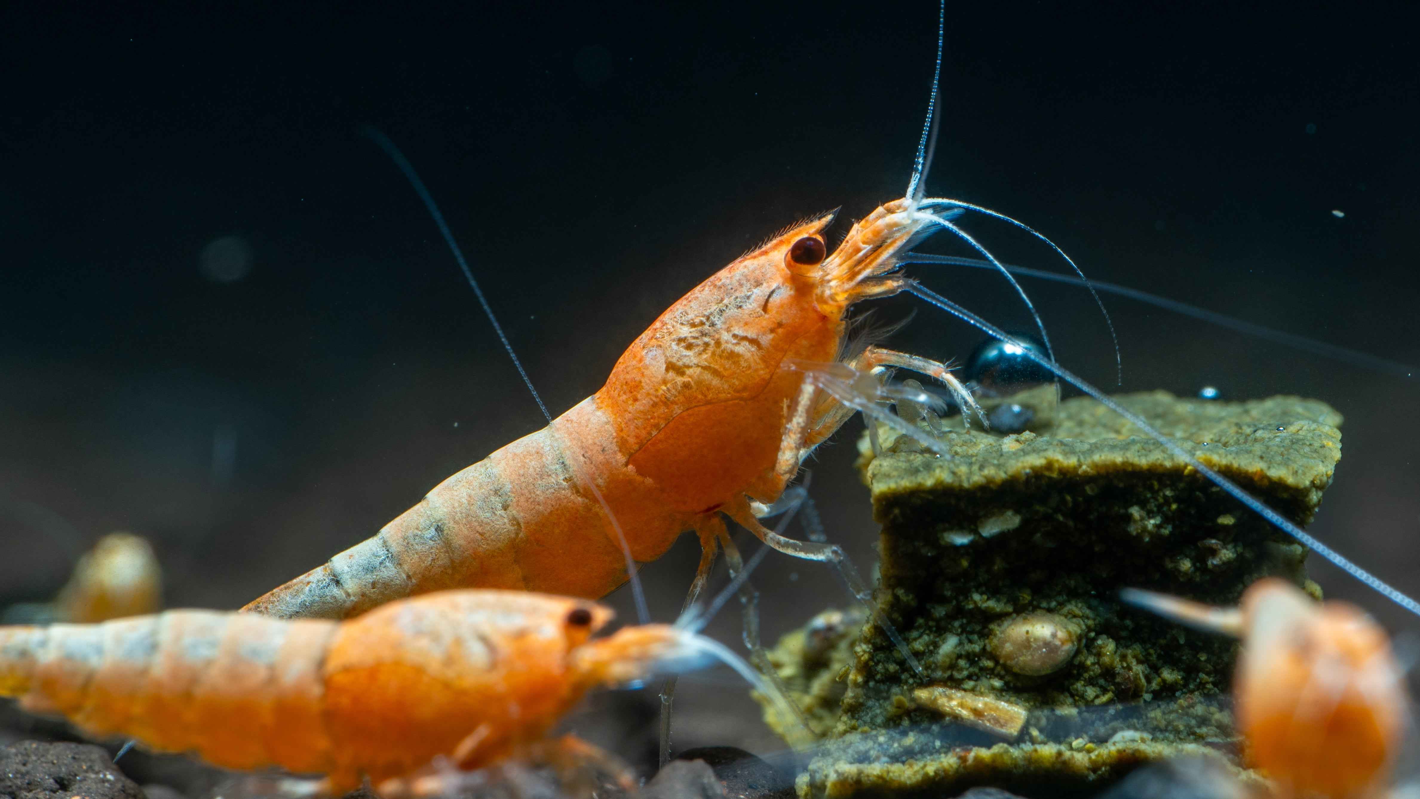 Shrimp – Simply Aquatic