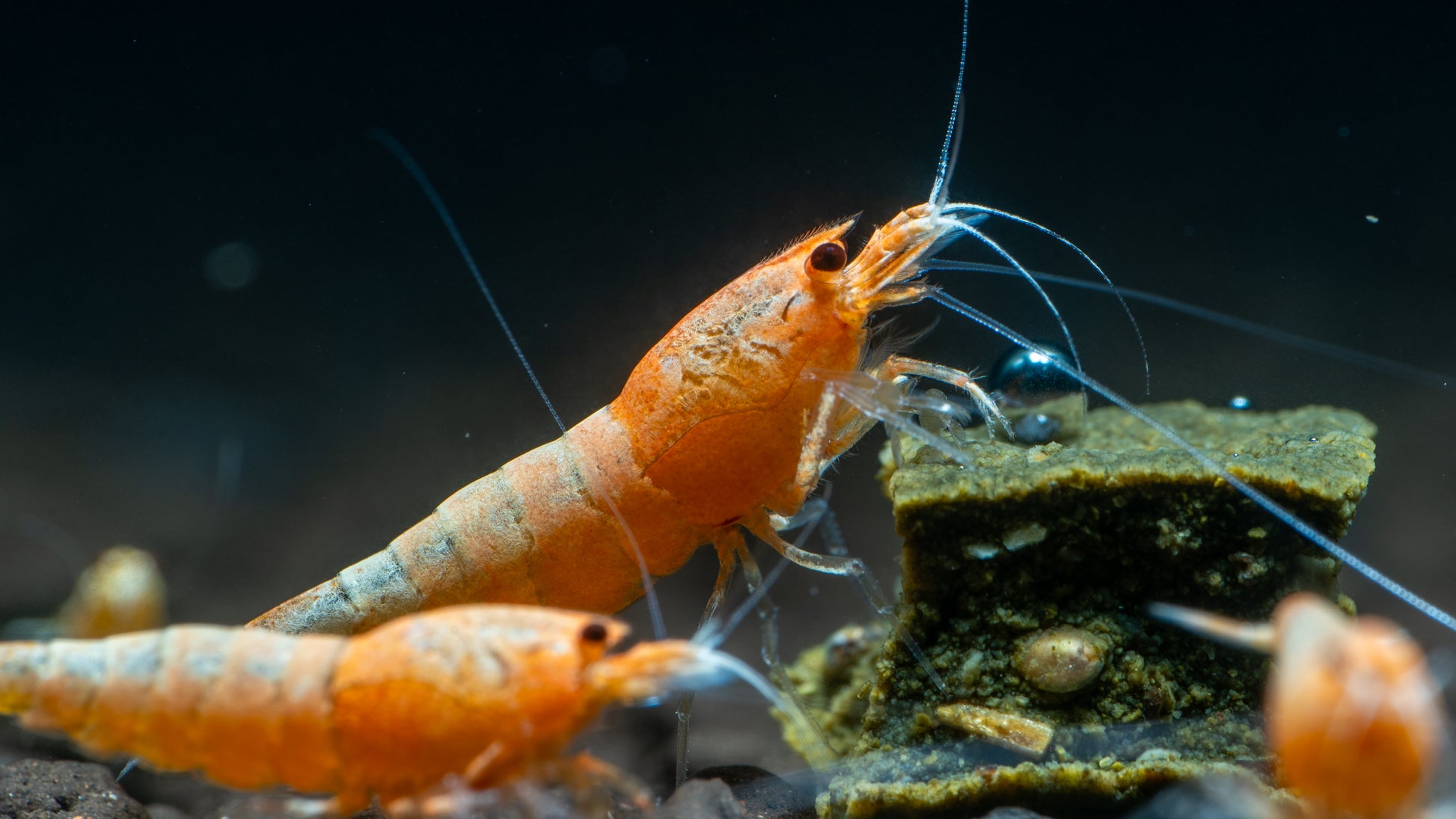 Red Steel Caridina Shrimp (Caridina cf. cantonensis)