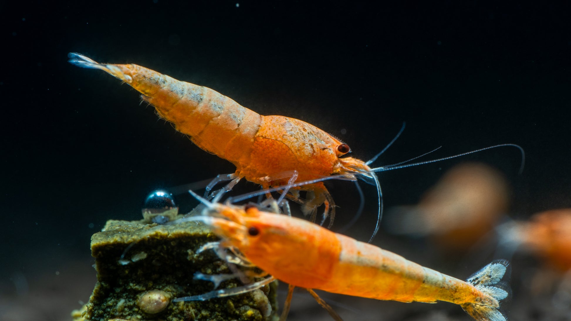 Red Steel Caridina Shrimp (Caridina cf. cantonensis)