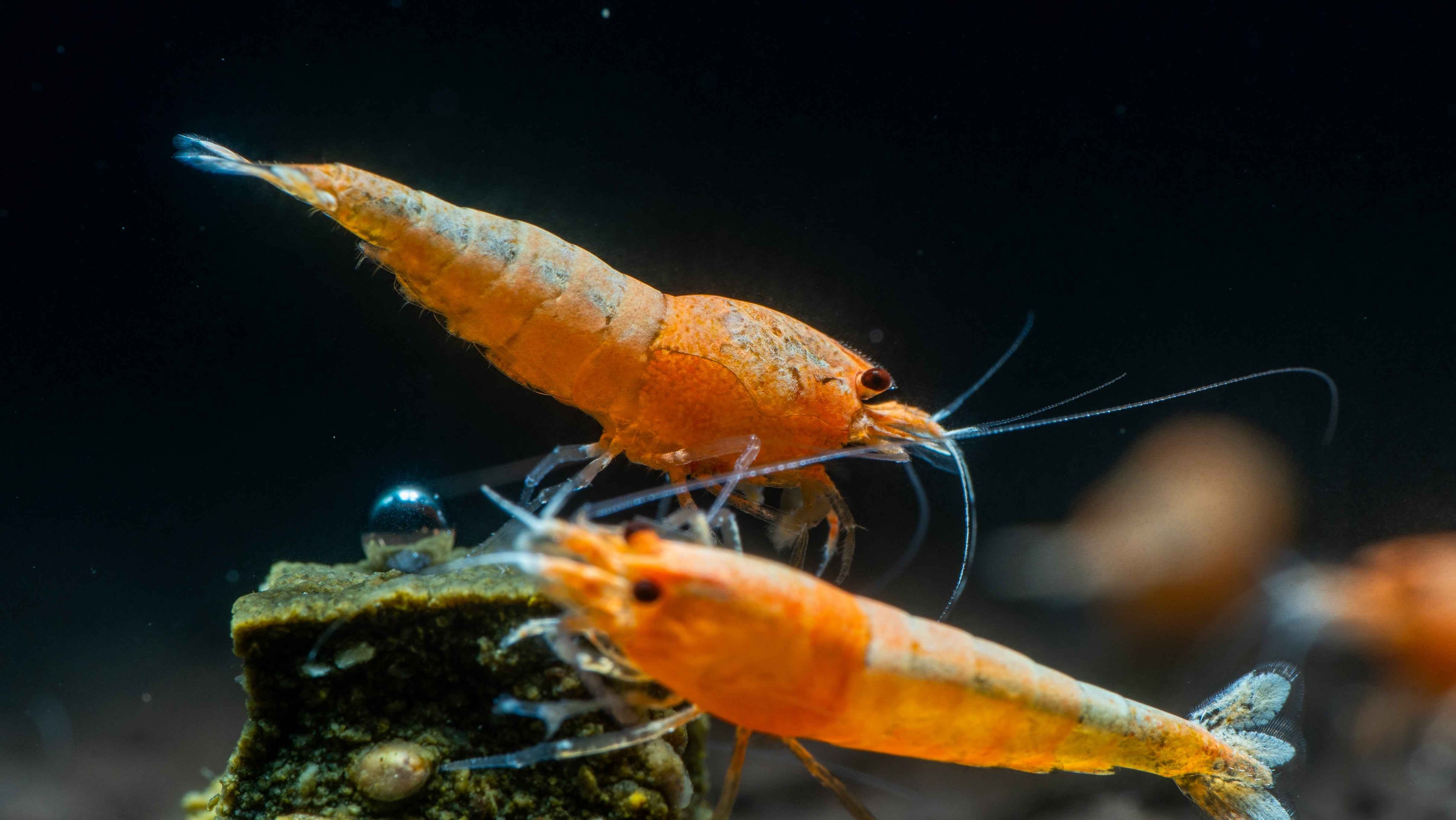 Red Steel Caridina Shrimp (Caridina cf. cantonensis) - Simply Aquatic