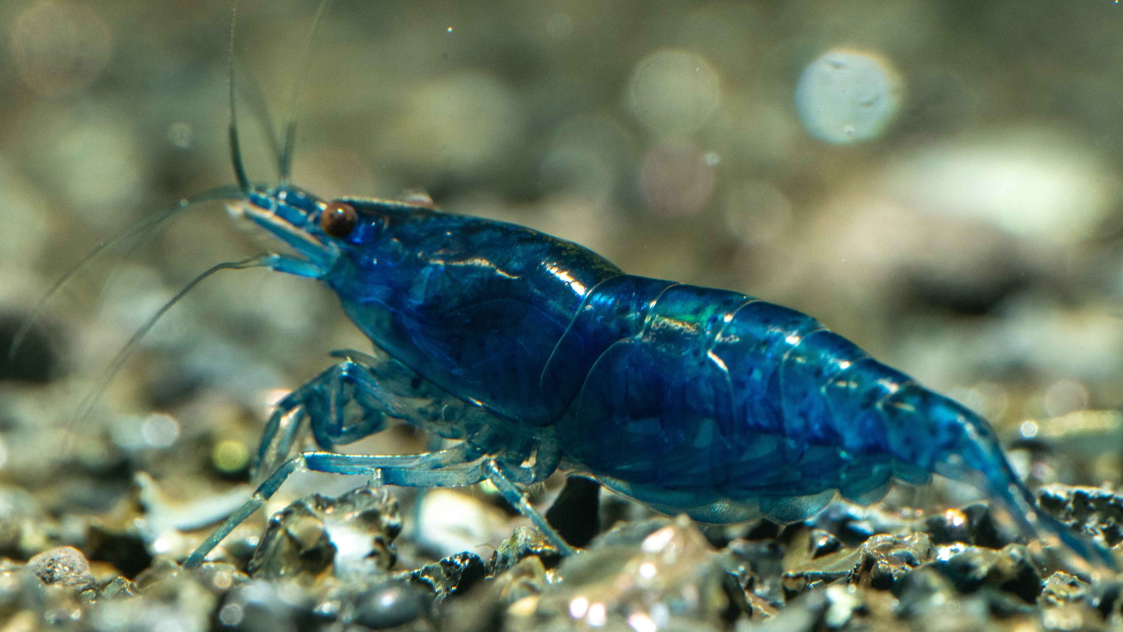 💎 Blue Dream Shrimp (Neocaridina) - Simply Aquatic