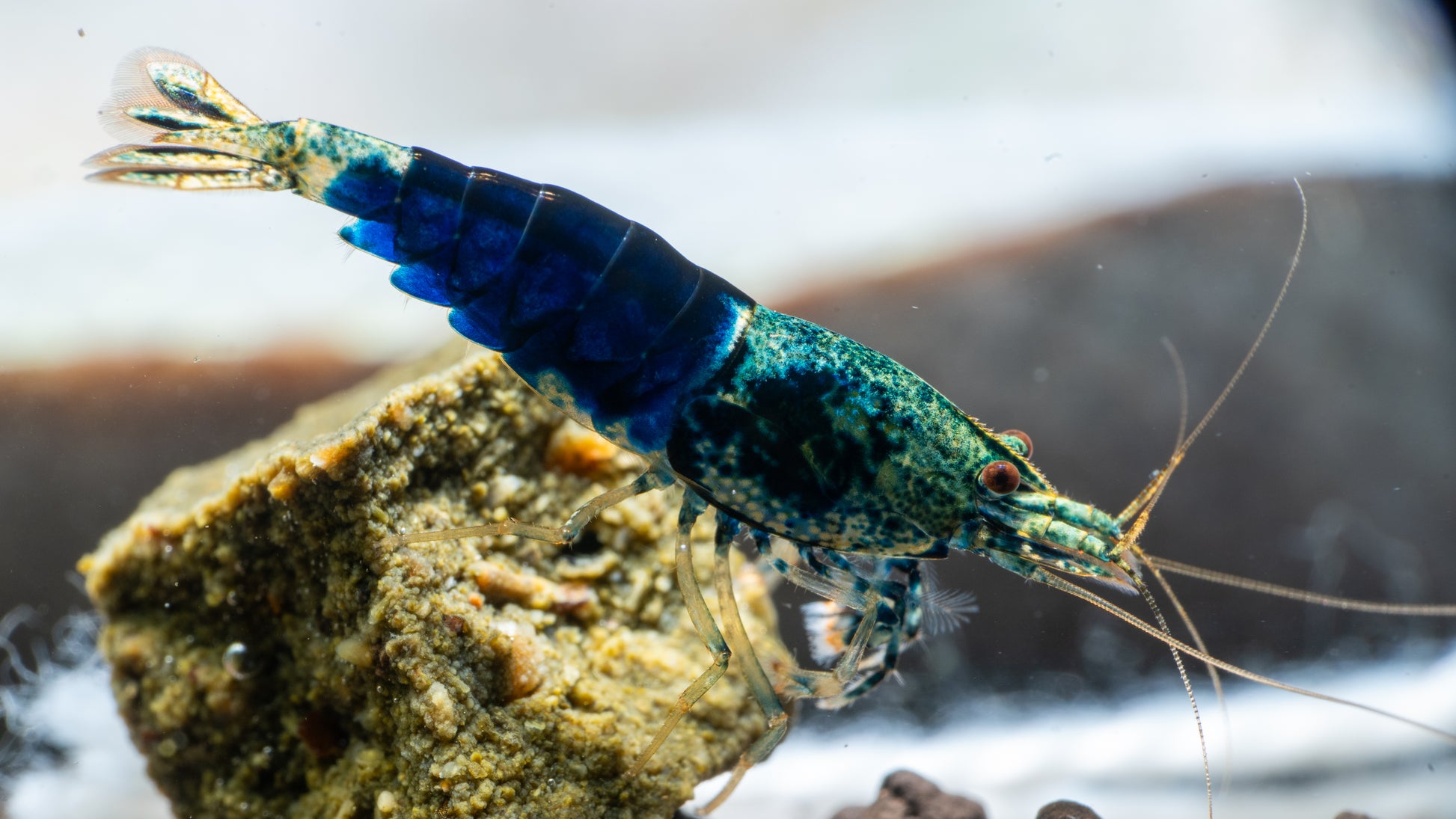 Ocean Blue Caridina