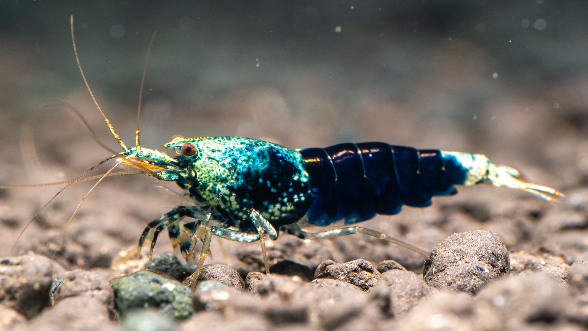 Ocean Blue Caridina