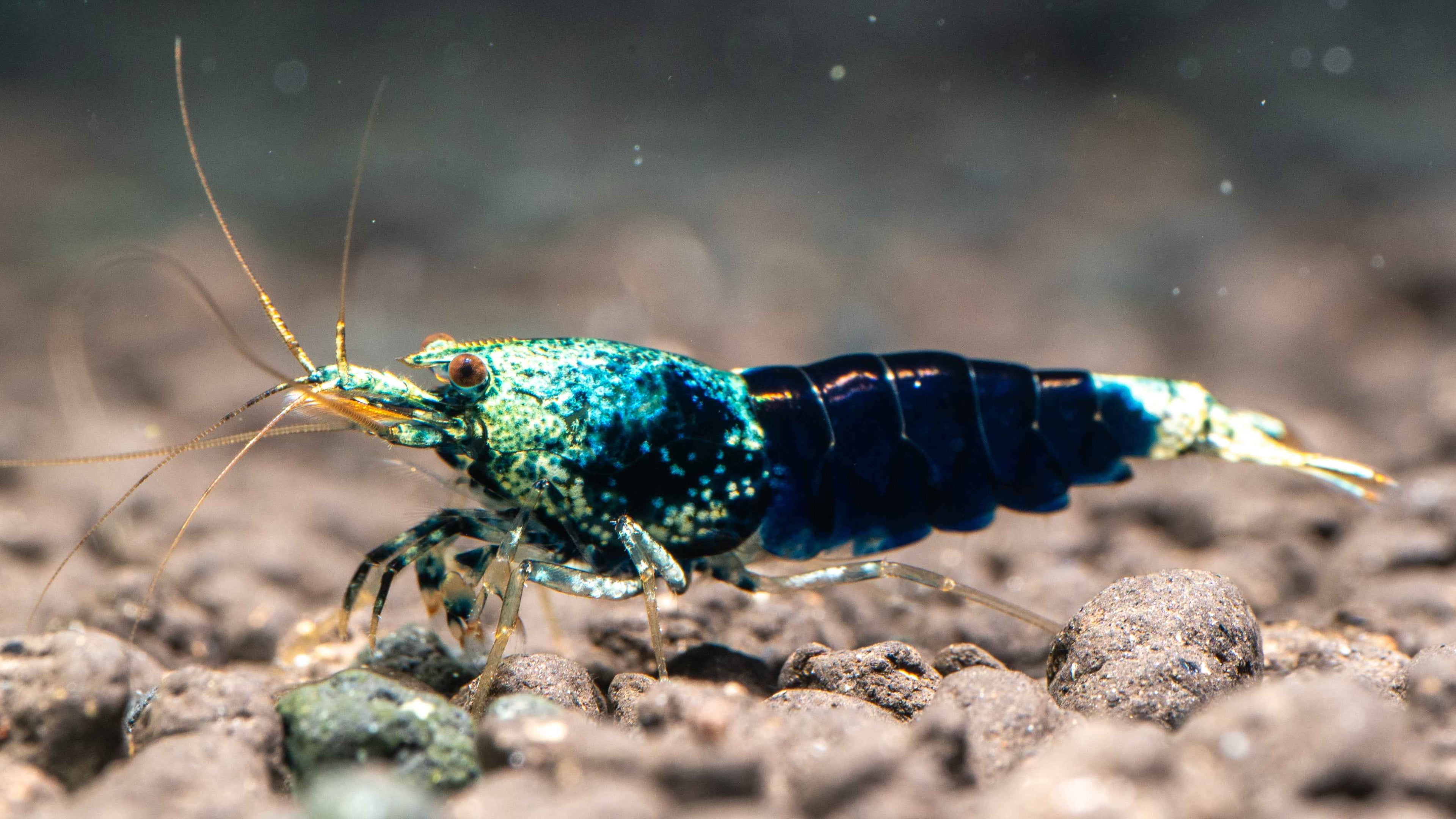 Ocean Blue Caridina - Simply Aquatic