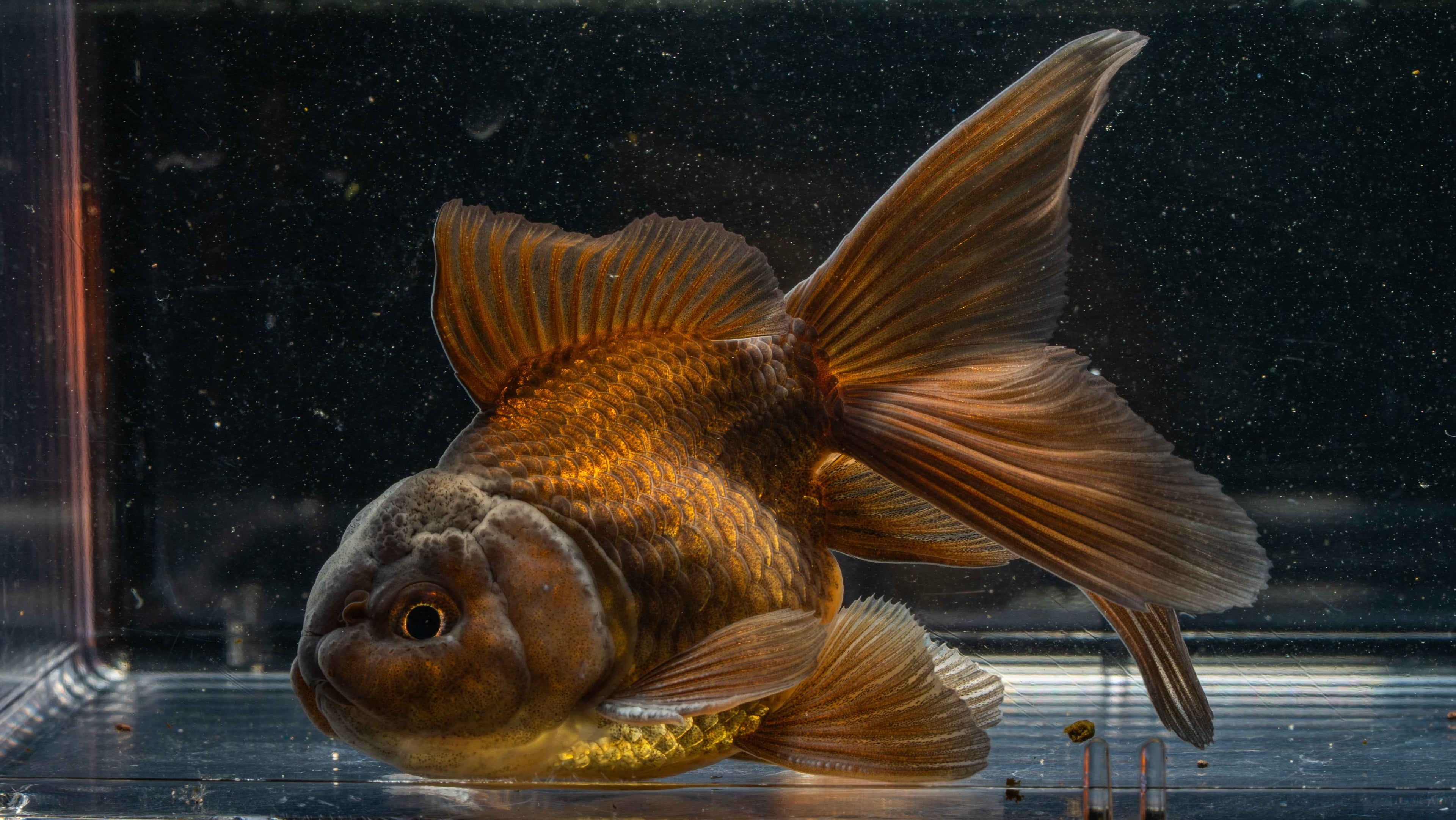 Orange Lionhead Gold Fish - Simply Aquatic