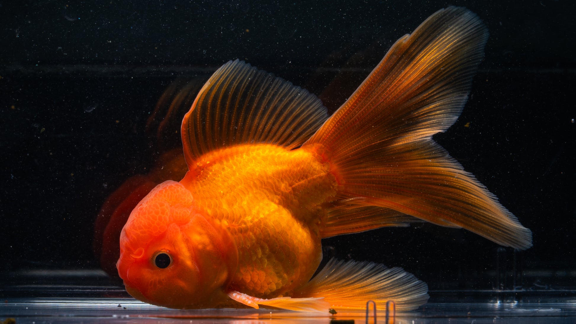 Orange Lionhead Gold Fish