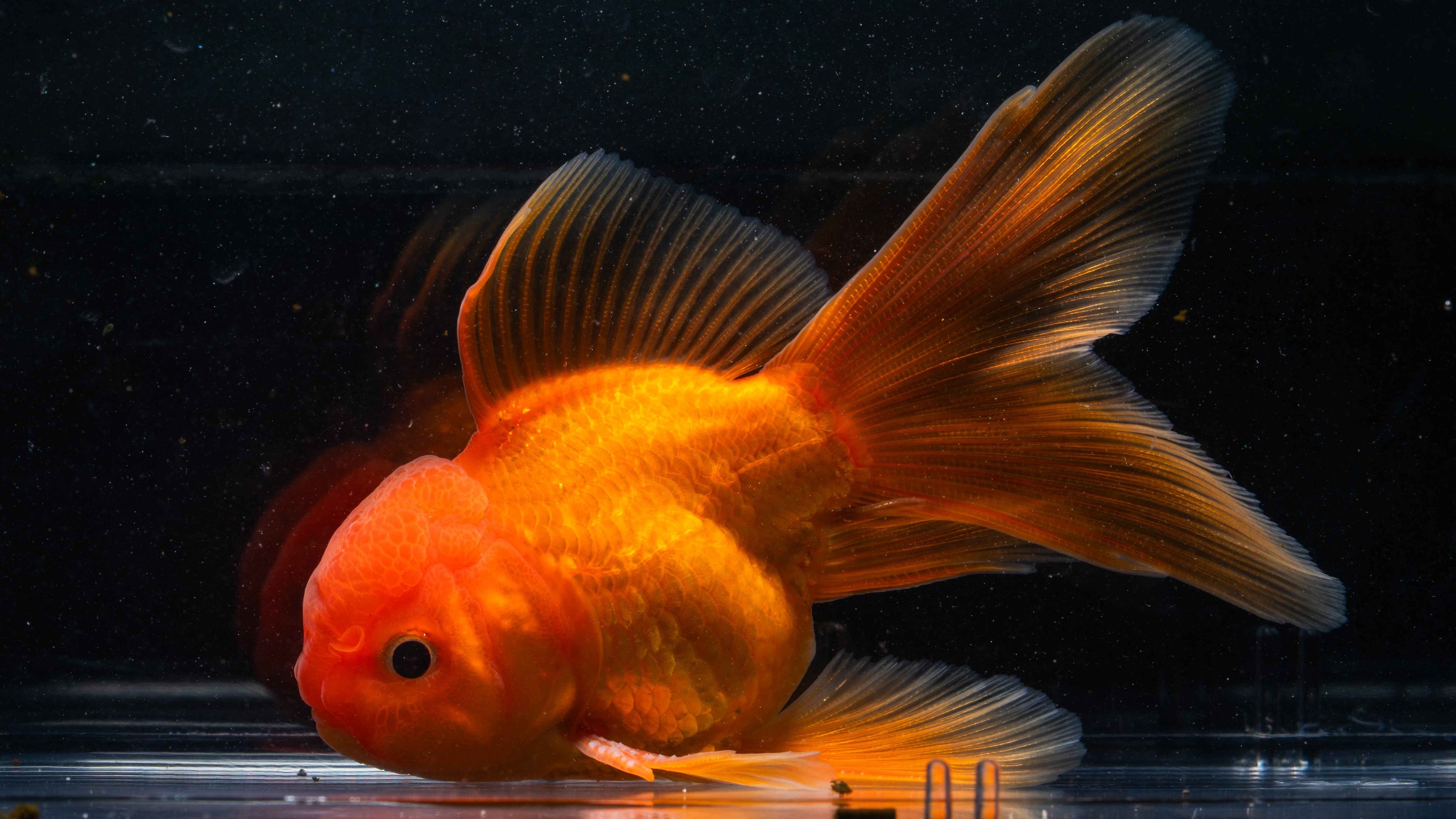 Orange Lionhead Gold Fish - Simply Aquatic