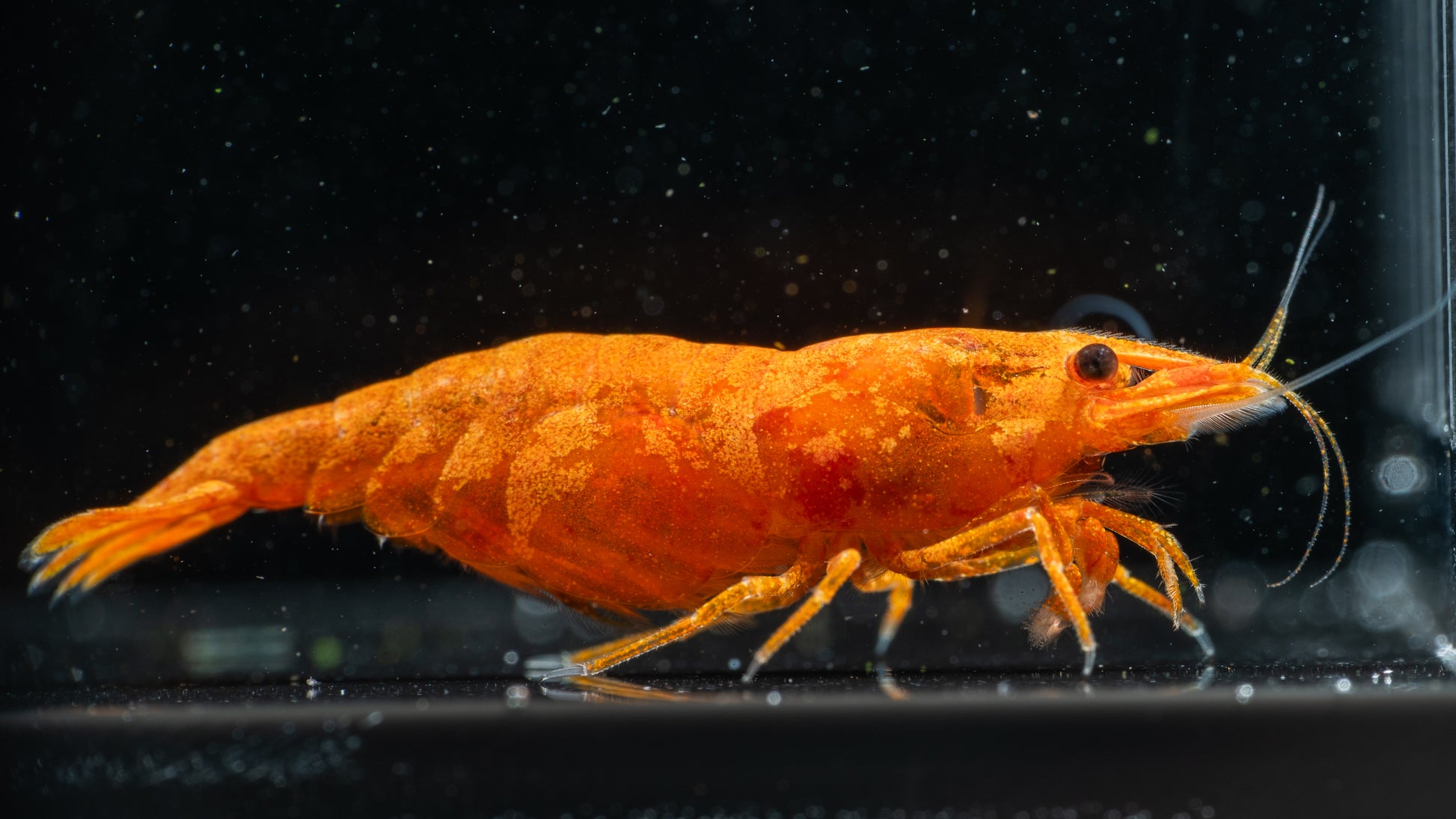 🍊 Orange Sunkist Shrimp (Neocaridina)