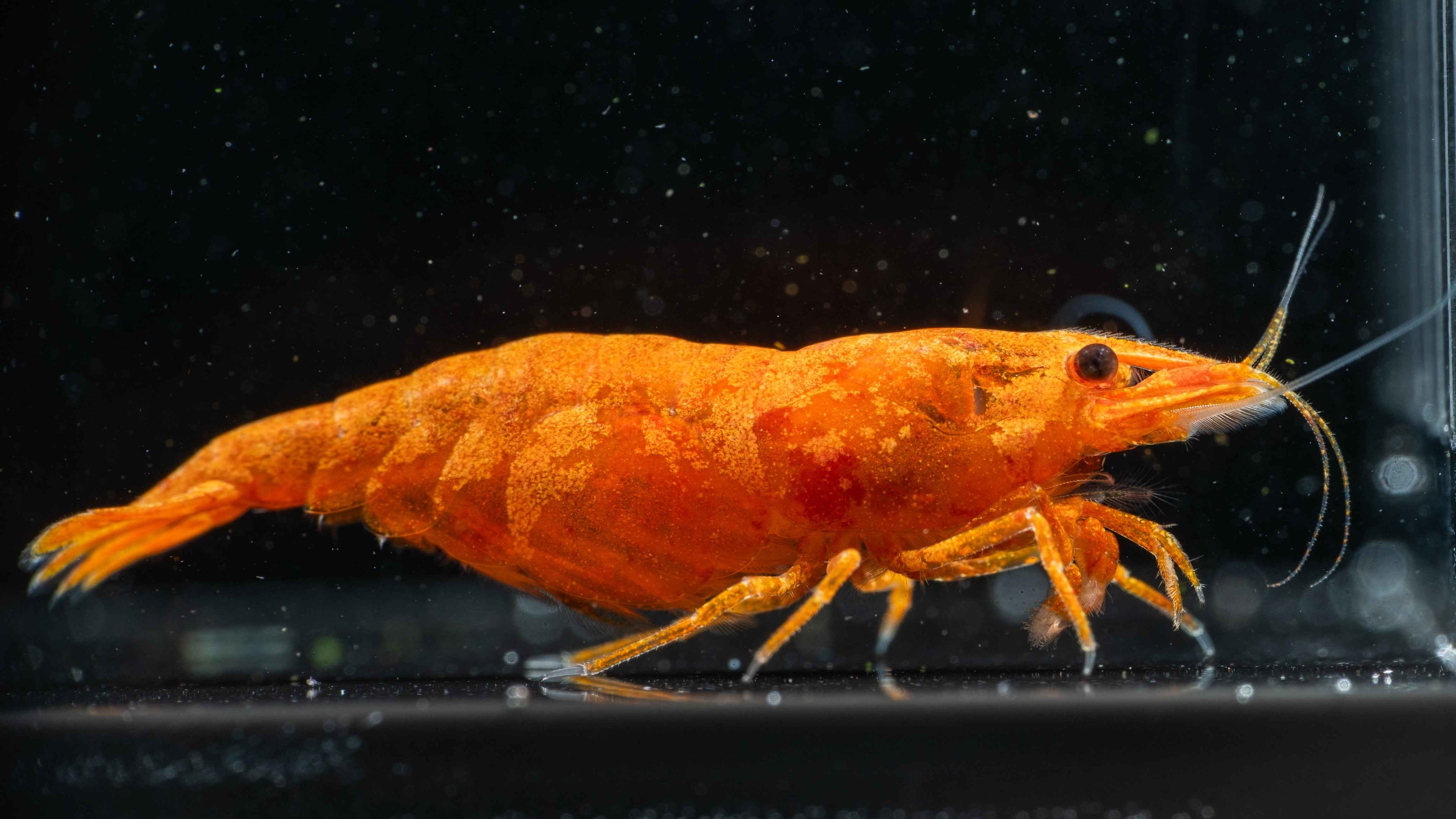🍊 Orange Sunkist Shrimp (Neocaridina) - Simply Aquatic