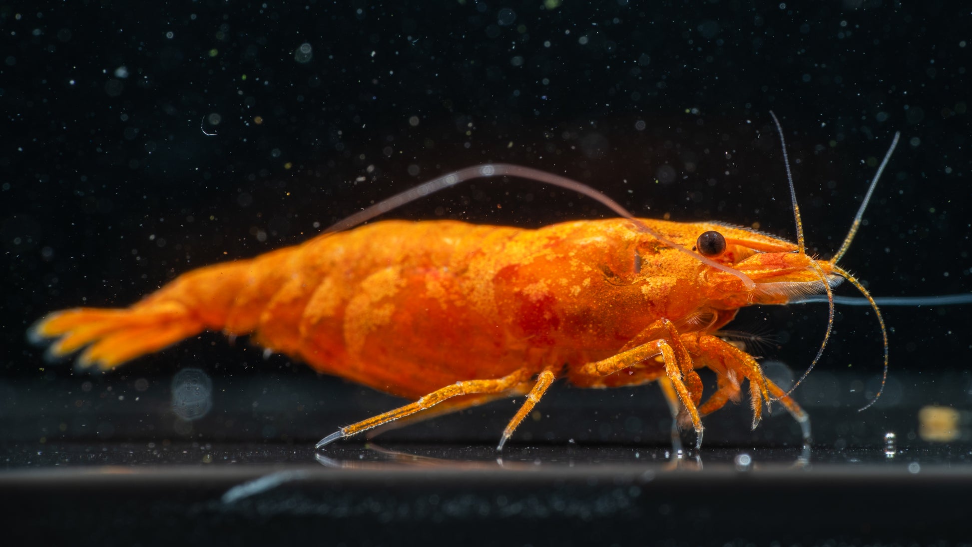 🍊 Orange Sunkist Shrimp (Neocaridina)