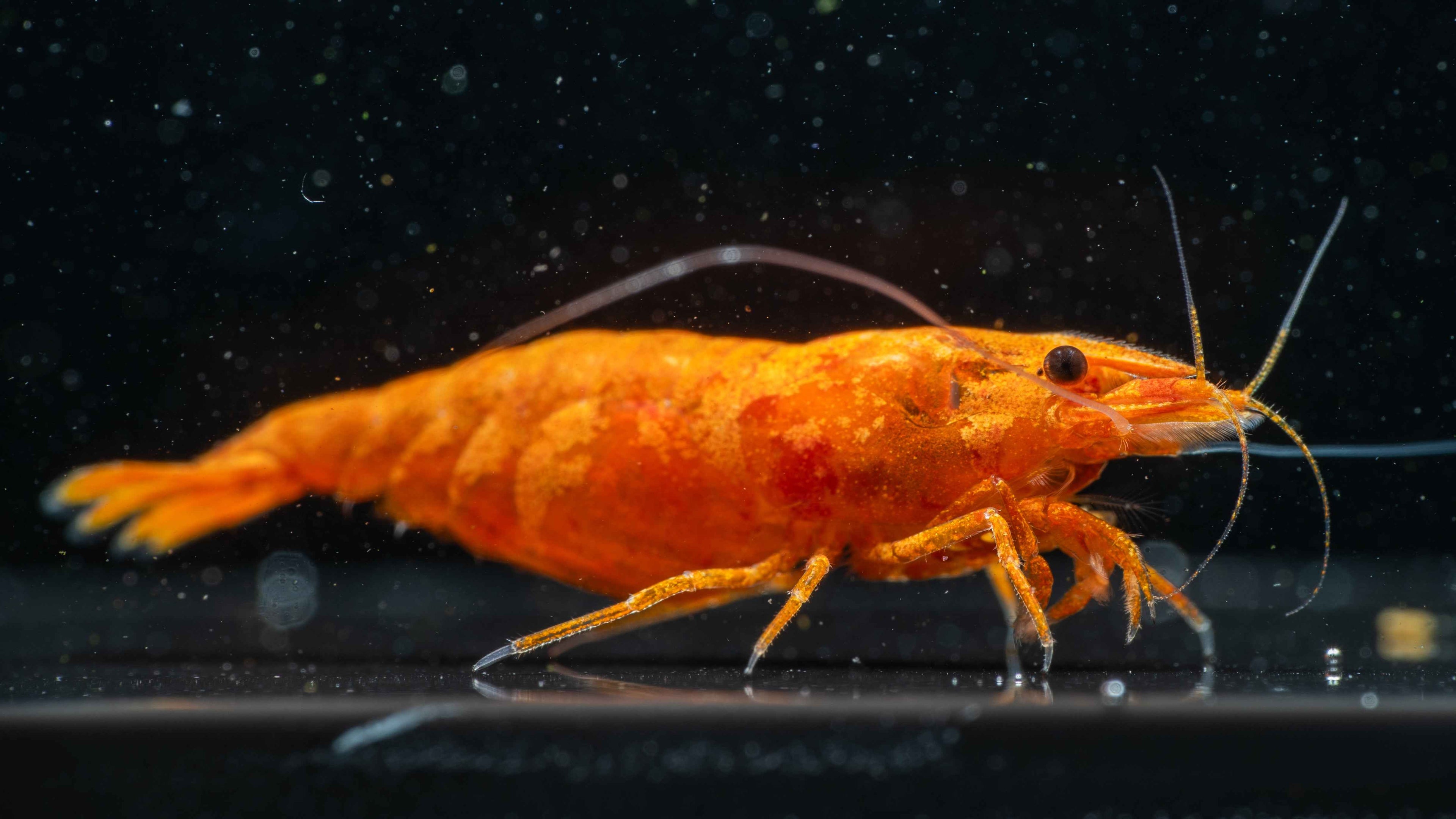 🍊 Orange Sunkist Shrimp (Neocaridina) - Simply Aquatic