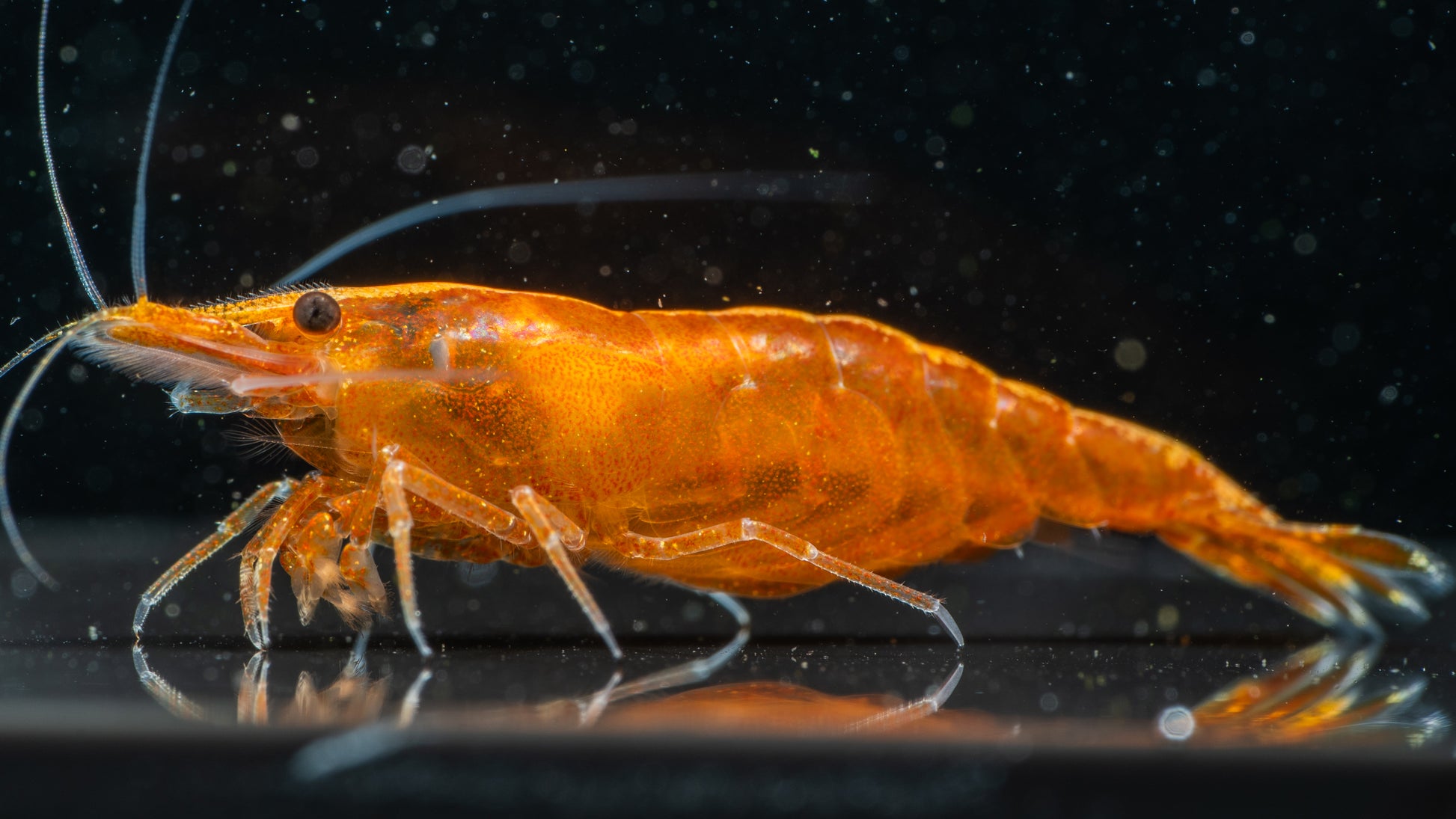 🍊 Orange Sunkist Shrimp (Neocaridina)