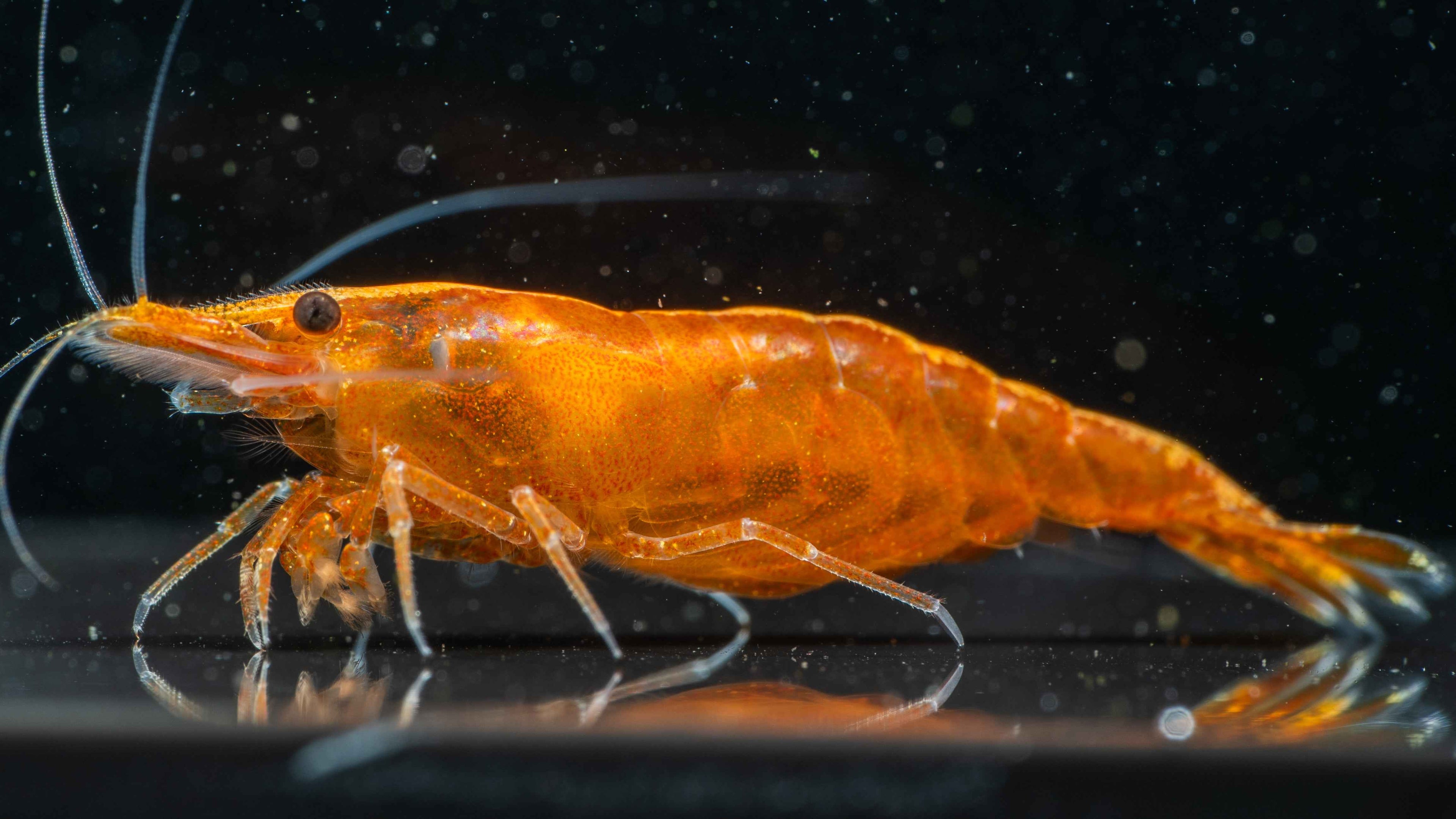 🍊 Orange Sunkist Shrimp (Neocaridina) - Simply Aquatic