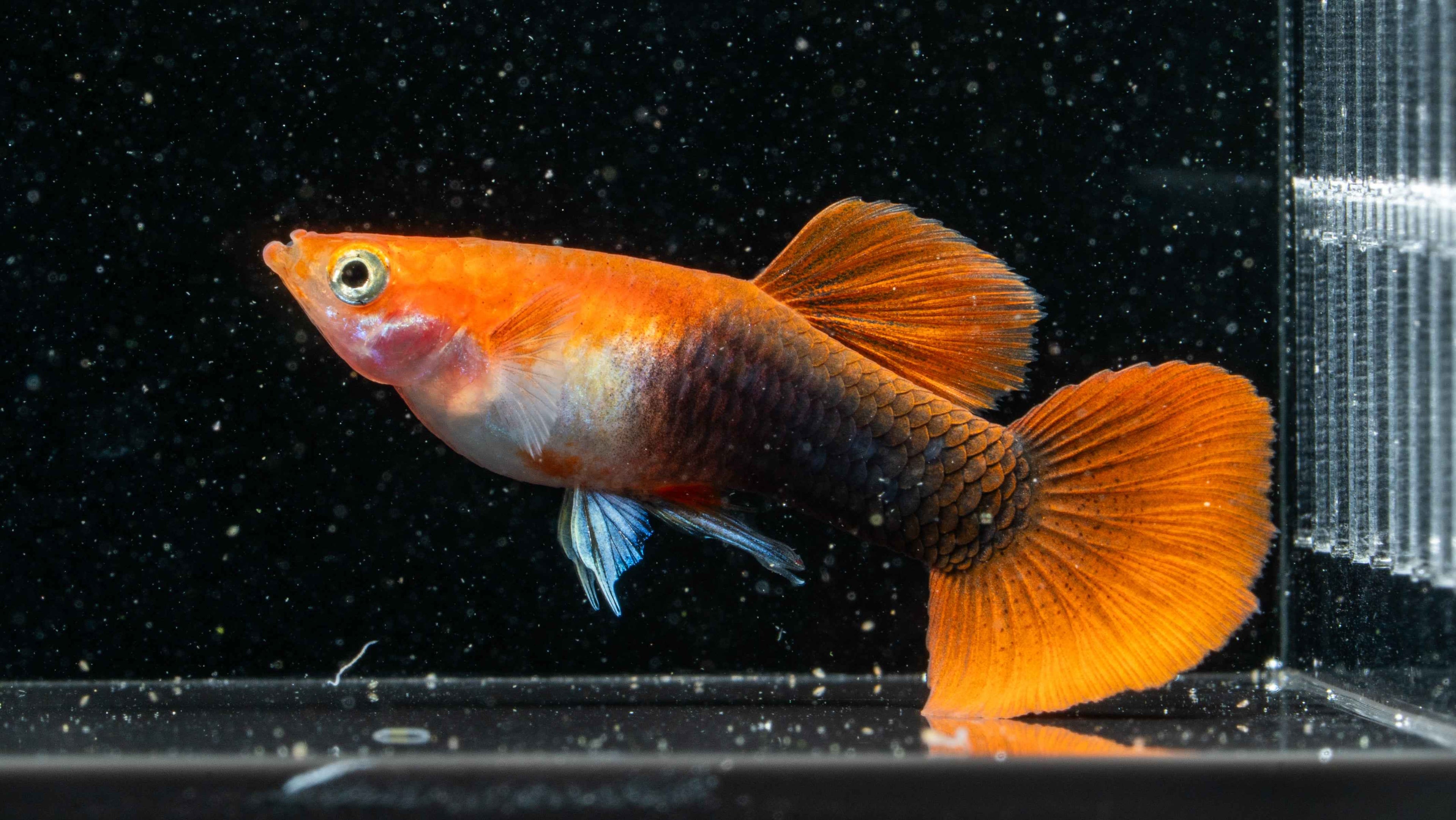Blonde Tuxedo Guppy (Pairs) - Simply Aquatic