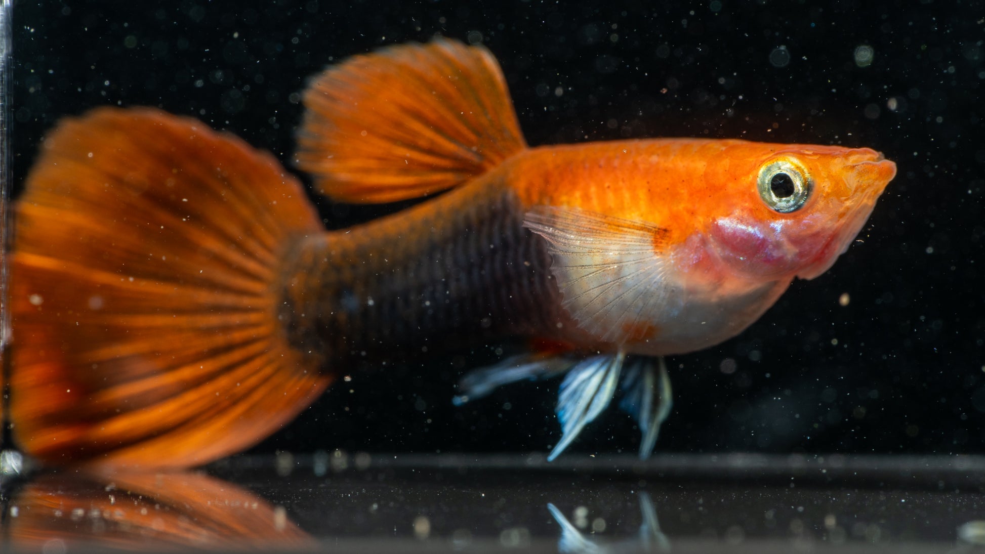 Blonde Tuxedo Guppy (Pairs)