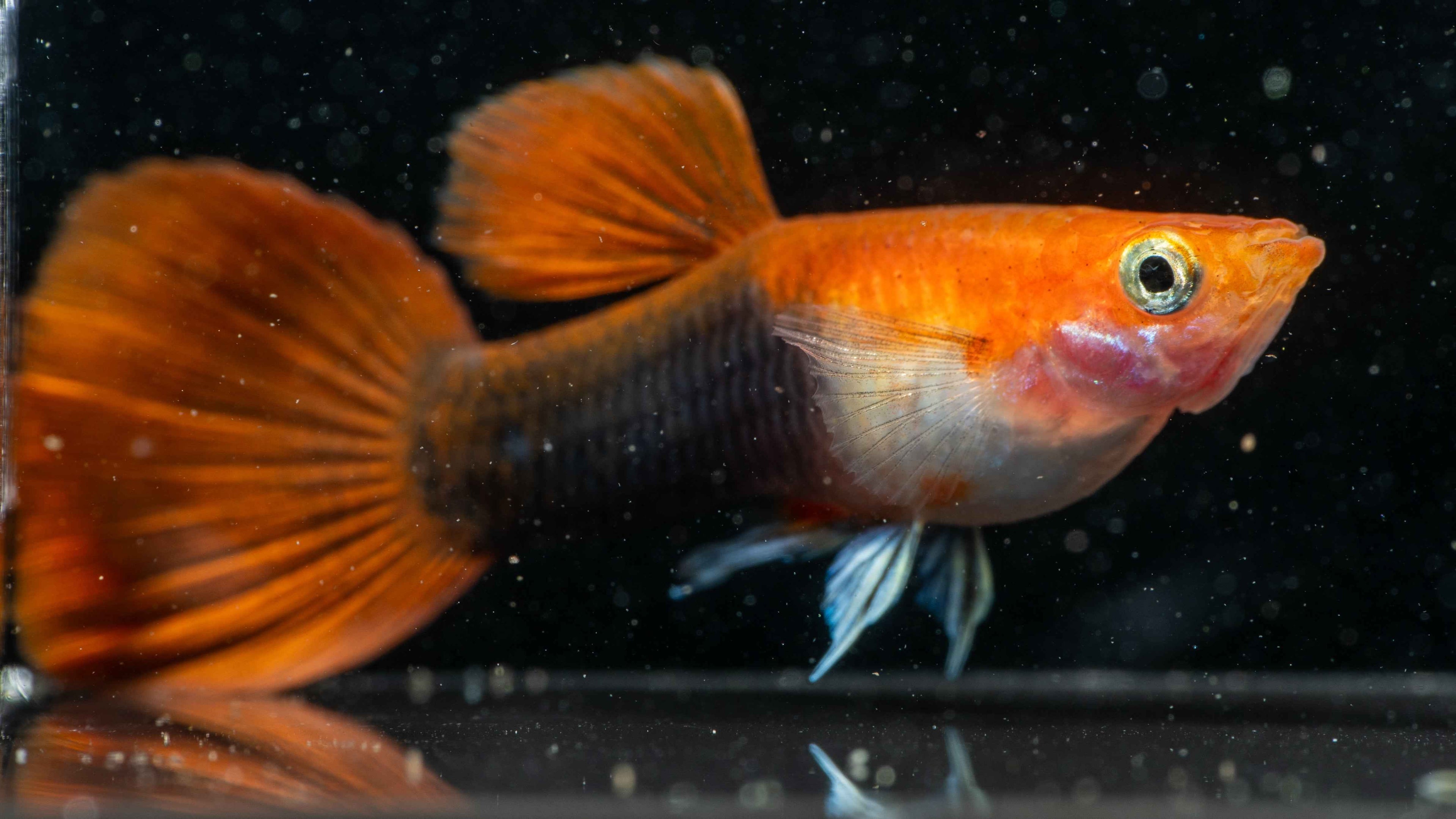 Blonde Tuxedo Guppy (Pairs) - Simply Aquatic