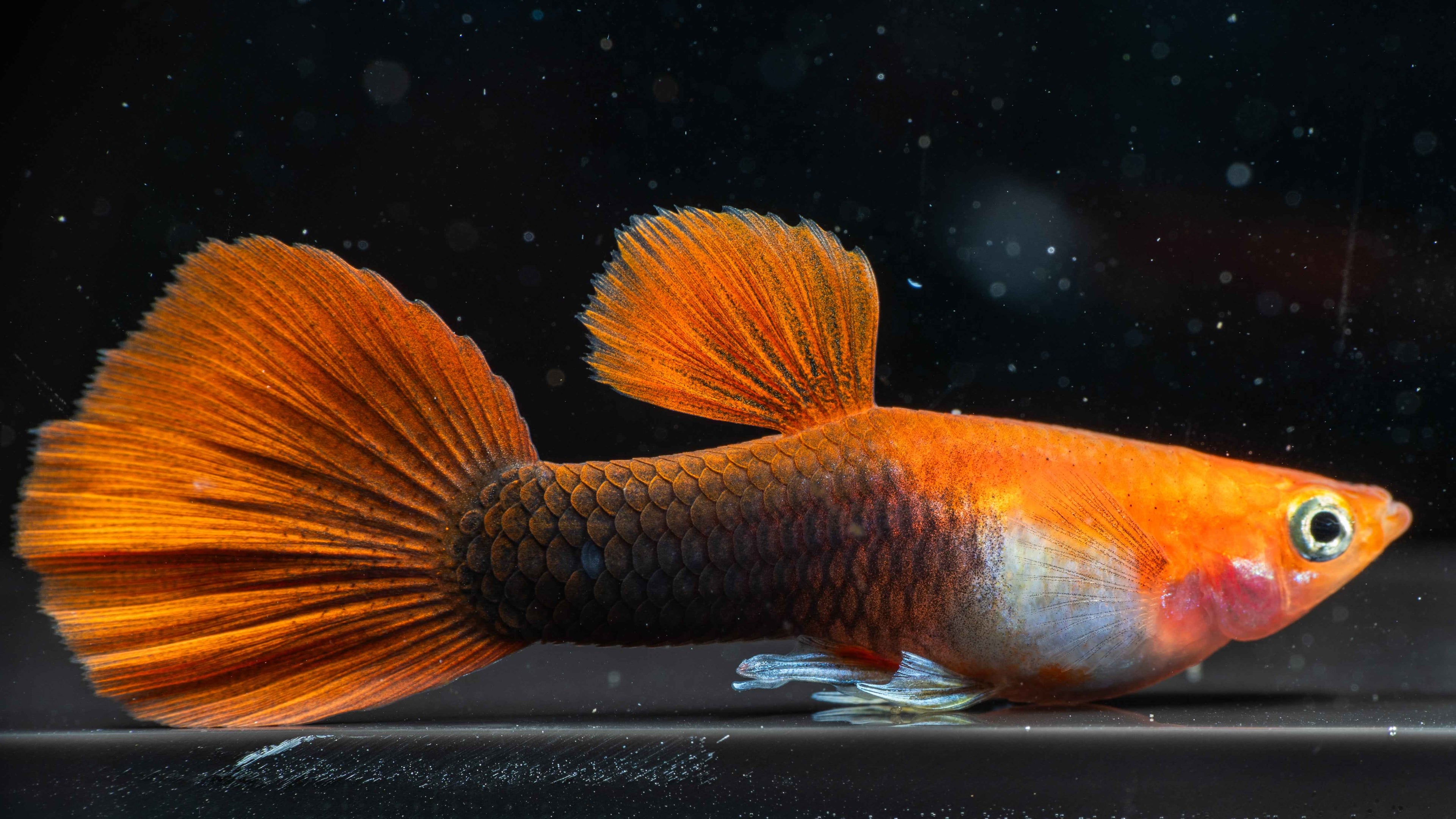 Blonde Tuxedo Guppy (Pairs) - Simply Aquatic